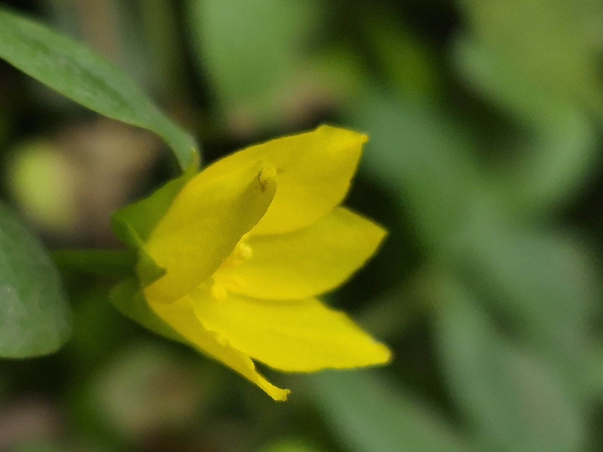 A close-up, eye-level shot focuses on a single, vibrant yellow flower with five petals. The flower is positioned slightly off-center to the right, with its petals gently unfurling. The background consists of out-of-focus green foliage, suggesting an outdoor, natural setting. A green stem and leaf are visible in the foreground on the left side, partially obscuring the bottom left of the flower. The lighting appears natural, highlighting the bright yellow of the petals. The image is characterized by a shallow depth of field, creating a soft, blurred background that emphasizes the sharp details of the flower.
