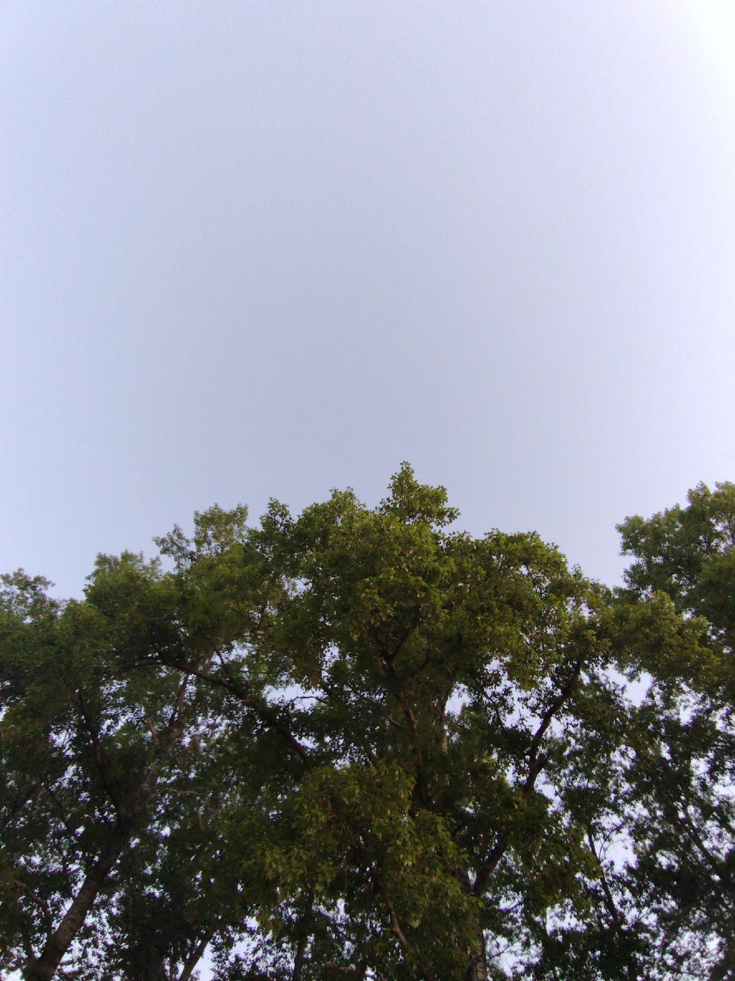 The image shows a low-angle view of trees against a pale, cloudless sky. The trees are characterized by green foliage. The specific location within the city of Chaikovsky, Russia, cannot be determined from the image alone.