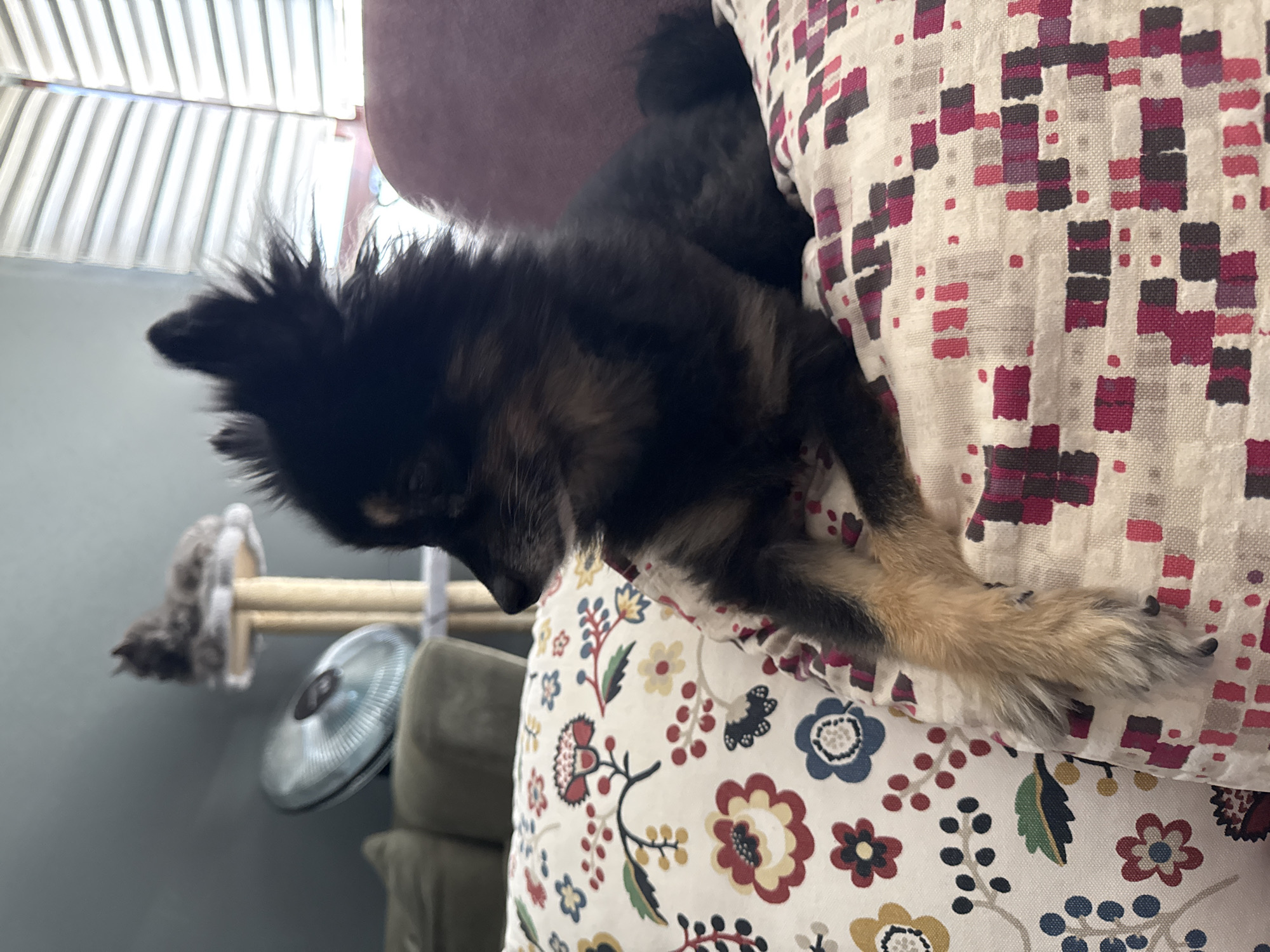 A Pomeranian dog is resting on a floral patterned pillow. The dog is mostly black with some tan markings on its face and front legs. Its fur is fluffy, and its ears are pointed. The dog is looking to the left of the frame. In the background, a cat is visible on a cat tree, and a fan is on a table. The scene appears to be indoors, likely in a home environment in Gölbaşı, Turkey. The lighting suggests daytime, with light coming in from a window with blinds. The overall impression is one of a relaxed domestic setting.