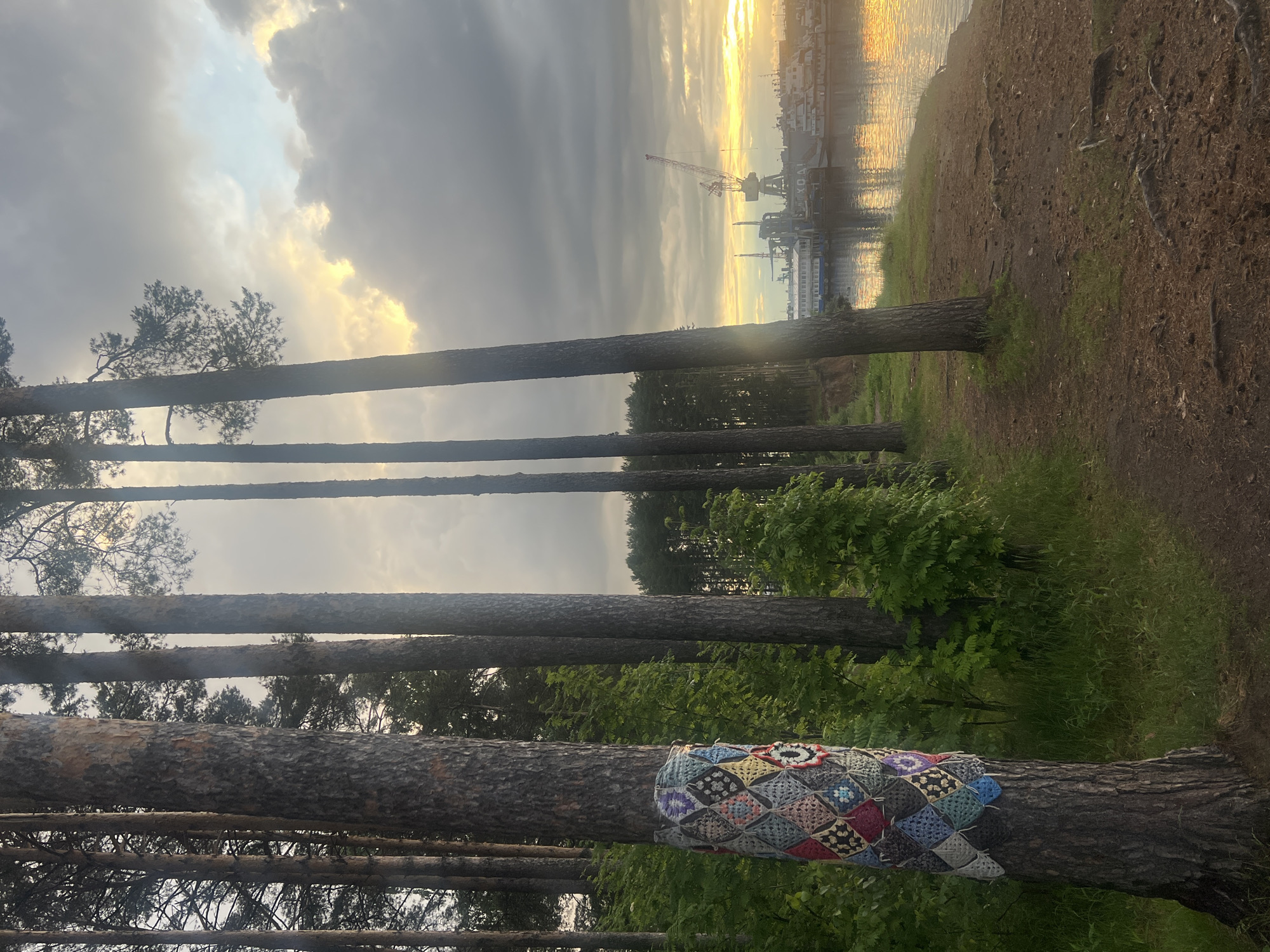 This media file captures a serene landscape during what appears to be the golden hour, possibly sunrise or sunset, in Chaikovsky, Russia. The image is oriented vertically, looking through a sparse pine forest towards a body of water and an industrial background.
In the foreground and midground, numerous tall, slender pine tree trunks dominate the left side of the frame, creating strong vertical lines. The tree closest to the viewer, in the lower left, is adorned with a vibrant, multicolored crocheted "yarn bomb" or "tree cozy," made up of numerous small, square granny stitches in shades of blue, green, red, purple, and cream. Lush green undergrowth and smaller trees fill the spaces between the pine trunks and extend into the mid-distance. The ground in the foreground consists of a dirt path or forest floor.
The background reveals a wide body of water, likely a river or lake, reflecting the warm, golden light of the low sun. The sky above is partially cloudy, with dramatic grey clouds broken by bright, soft yellow and white sunlight streaming through. On the far bank or further along the water's edge, an industrial area is visible, featuring large cranes, ships, and structures indicative of a port or shipyard. Faint, indecipherable white Cyrillic letters are barely discernable on one of the distant vessels or buildings.
No people are visible in the image. The scene evokes a peaceful yet slightly melancholic atmosphere, contrasting the vibrant yarn bomb and natural setting with the distant industrial activity under a dramatic, cloudy sky.
