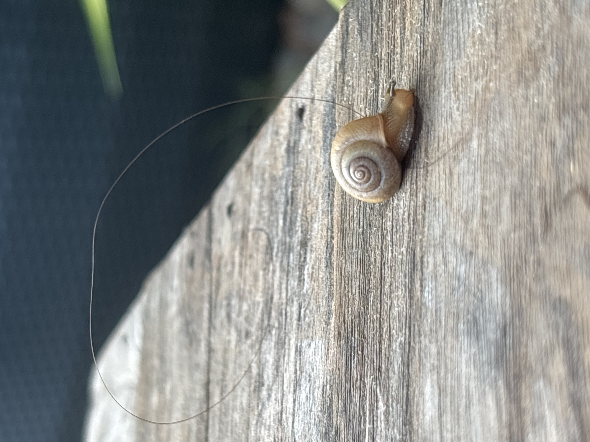 A small, light brown snail with a coiled shell is positioned on a weathered wooden surface. A thin, light-colored strand, possibly a hair or a fine thread, arches over the snail's shell, creating a distinct curve against a dark, blurred background. The wooden surface appears to be part of an outdoor structure, likely a deck or railing. The snail is facing towards the right side of the frame, with its body extended slightly from its shell. The overall scene is captured in natural light, highlighting the textures of the snail and the wood. The location in Ban Bang Rak, Thailand, provides a tropical context for this small, natural encounter.