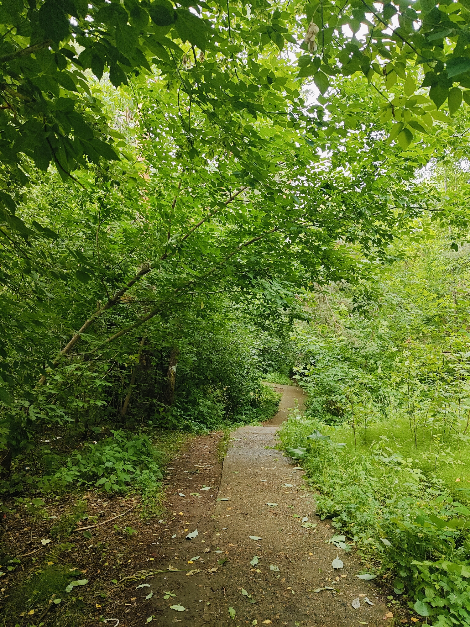 The image shows a paved pathway winding through a lush, green forest. The path is made of light-colored concrete or stone and is slightly damp, suggesting recent rain. It curves gently to the left and disappears into the dense foliage.
The surrounding area is densely packed with trees and undergrowth, creating a feeling of enclosure and seclusion. The leaves are a vibrant green, indicating it is likely springtime or summer. Sunlight filters through the canopy of leaves, creating dappled light on the path and forest floor. Fallen leaves and twigs are scattered on the ground, adding to the natural, untamed feel of the setting.
There are no people or animals visible in the image. The overall mood is peaceful and serene, evoking a sense of tranquility and immersion in nature. The location appears to be a park or a nature trail, likely in Chaikovsky, Russia, as suggested by the location context. The time of day is unclear, but the soft lighting suggests it could be morning or late afternoon. The weather appears to be overcast or recently rainy. There is no visible text in the image.