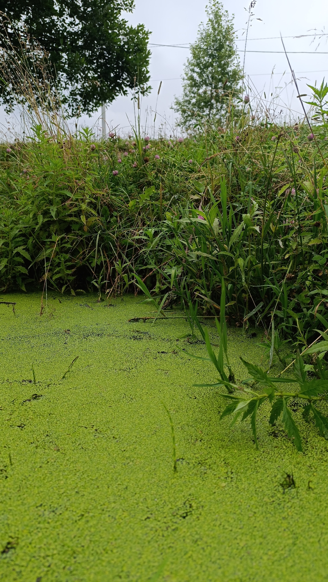 The image depicts a calm, green body of water, likely a pond or slow-moving stream, covered in a thick layer of duckweed. The water is bordered by lush green vegetation, including tall grasses, weeds, and some flowering plants with small pink blossoms. In the background, trees can be seen under a cloudy sky. The scene appears to be in a natural, undeveloped area, possibly on the outskirts of a town or city. The image does not contain any people, animals, or specific landmarks that would definitively place it in the city of Karsha, Russia.