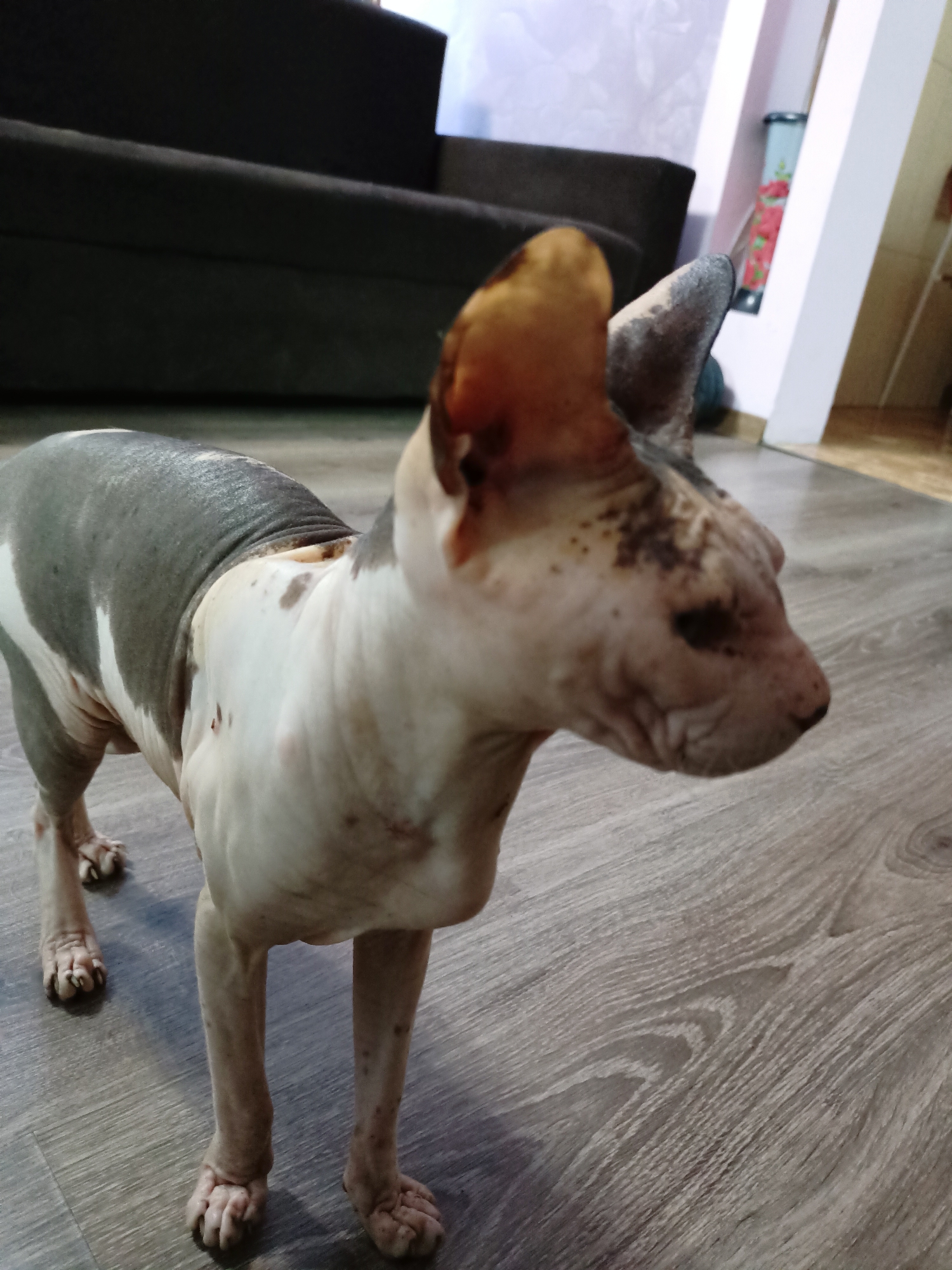 A Sphynx cat stands on a light gray wooden floor. The cat is predominantly light-skinned with patches of dark gray fur on its back and head, and some brown markings on its face. Its ears are large and prominent, with the inner part being a light brown color. The cat is facing to the right of the frame, with its body angled towards the viewer. Behind the cat, a dark gray couch is partially visible, and to the right, a white architectural element with a colorful cylindrical object inside. The lighting appears to be indoor, with soft shadows cast on the floor. The scene is likely an interior domestic setting. The provided metadata does not contain information about the specific location in Almaty, Kazakhstan.