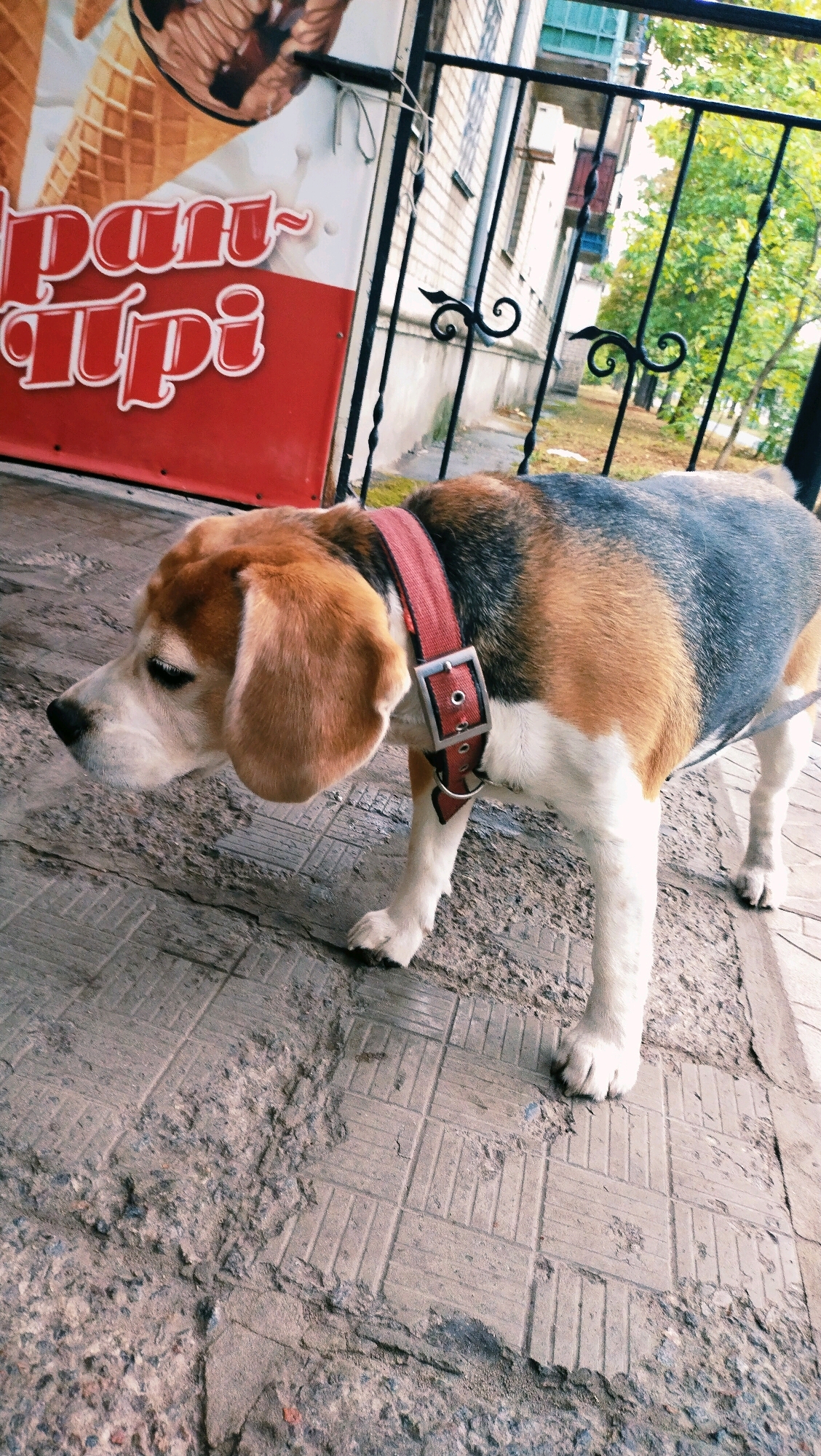 A tan, black, and white Beagle dog wearing a red collar is standing on a paved area in front of a red and white sign that advertises ice cream. The sign has an image of an ice cream cone and the words "Pan~tupi" written in stylized white letters with red outlines. Behind the dog and the sign is a black metal fence with decorative scrollwork. Beyond the fence, a brick building with windows is visible, along with green trees and foliage. The ground is a textured pavement with cracked sections. The scene appears to be outdoors, likely on a sidewalk or in front of a shop. The image is taken from a slightly low angle, looking towards the dog. The overall impression is an outdoor urban environment.