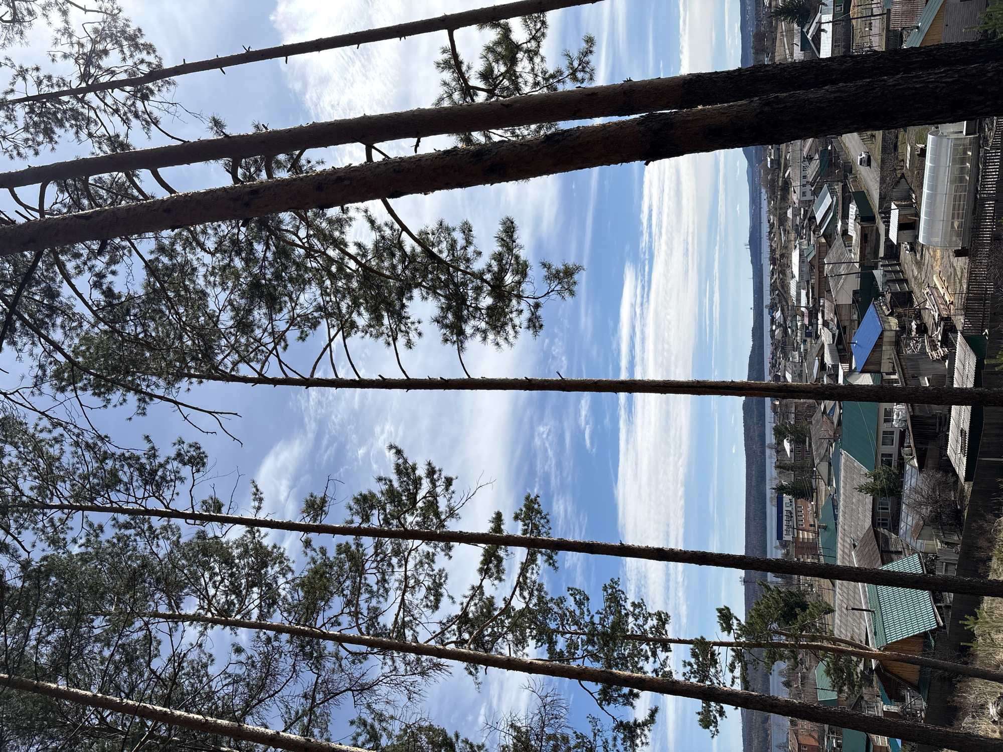 The image shows a view of the city of Невон, Russia, seen through a sparse forest of tall pine trees. The tree trunks are prominent in the foreground. The city below consists of a mix of small buildings and houses with roofs of various colors, including green, grey, and blue. In the distance, a body of water can be seen under a blue sky with wispy clouds.