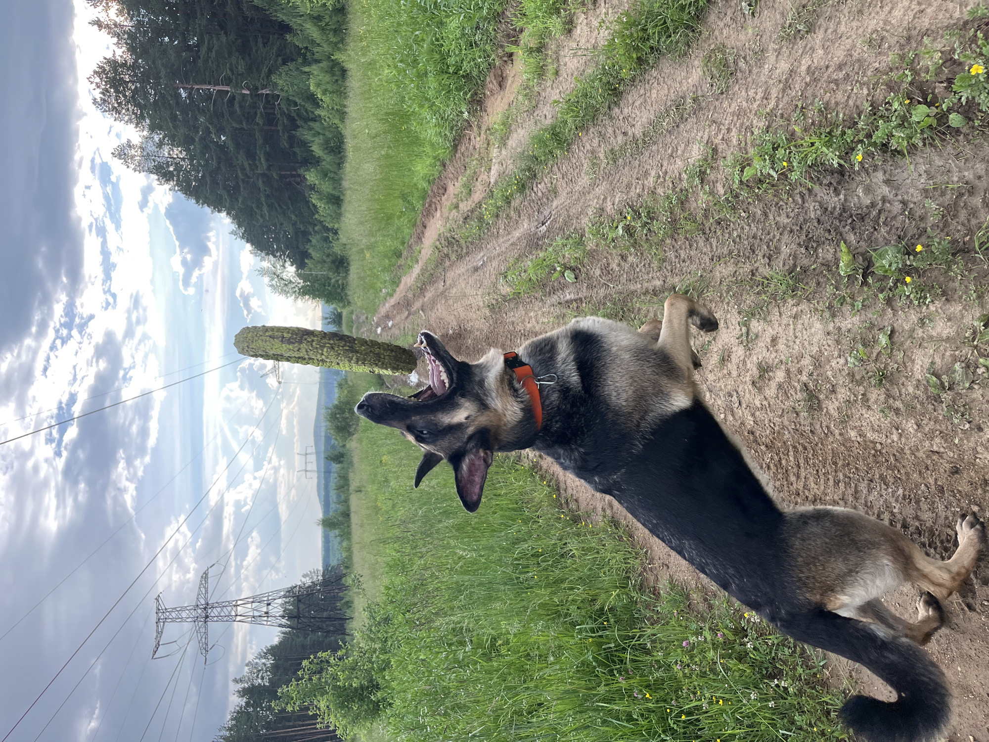 A German Shepherd dog is captured mid-air, attempting to catch a large, cylindrical, moss-covered object. The dog is wearing an orange collar and is positioned on a dirt road in a grassy, wooded area. The environment suggests a rural or semi-rural setting, with tall green grass, trees lining the right side of the road, and a power line structure visible in the distance to the left. The sky is cloudy, with patches of blue and sunlight breaking through. The road shows tire tracks and some muddy patches, indicating recent use. The overall scene depicts an active moment of play in an outdoor environment. This image is not in Nizhny Tagil, Russia.