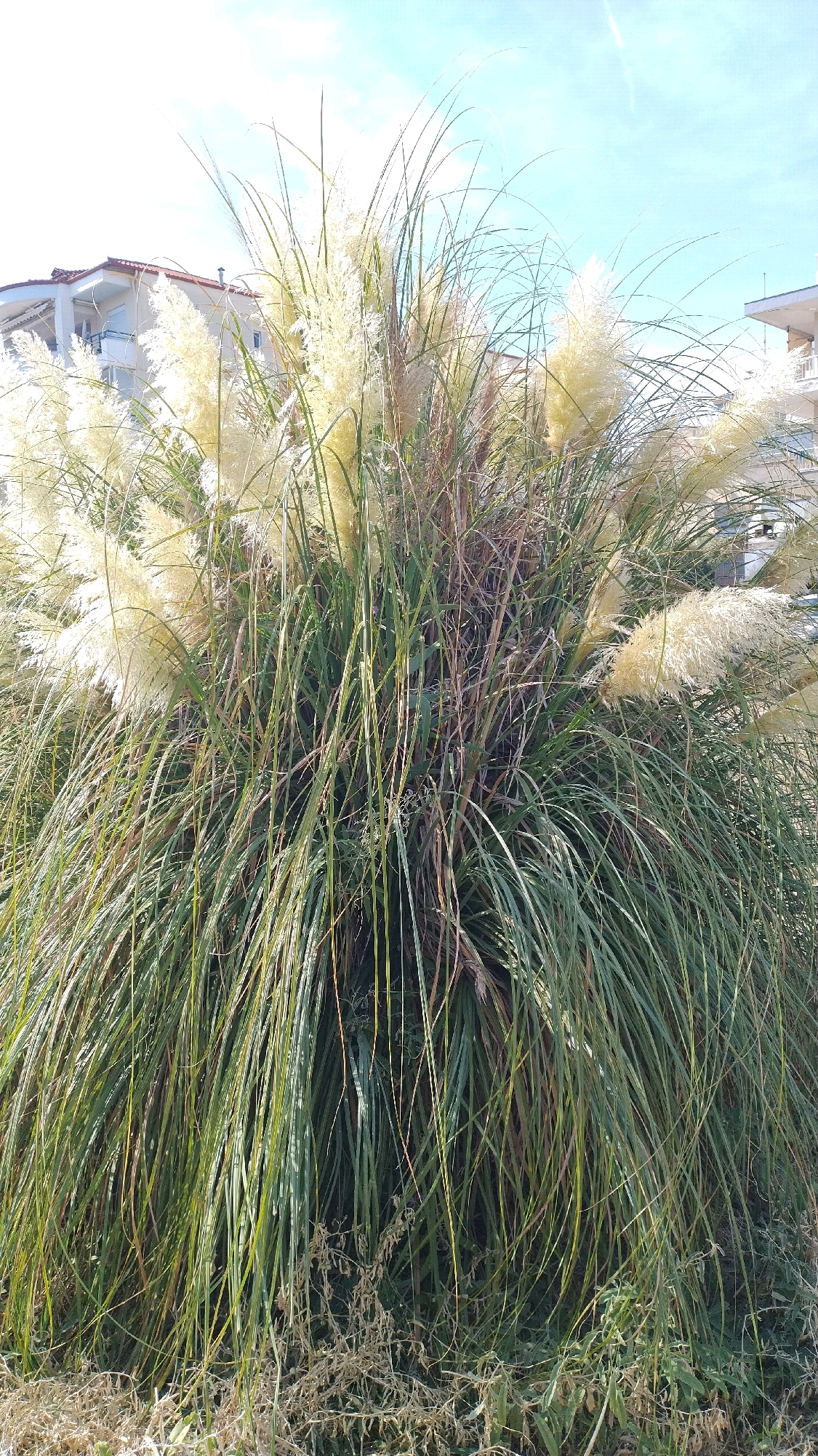 The image shows a large clump of Pampas grass with fluffy white plumes, a common sight in coastal areas like Perea, Greece. The grass is dense and green, with its long, slender leaves reaching downwards. In the background, a multi-story building with balconies and a red-tiled roof is visible, suggesting an urban or suburban setting. The sky is blue with some wispy white clouds. The overall impression is a bright, sunny day in a Mediterranean landscape.