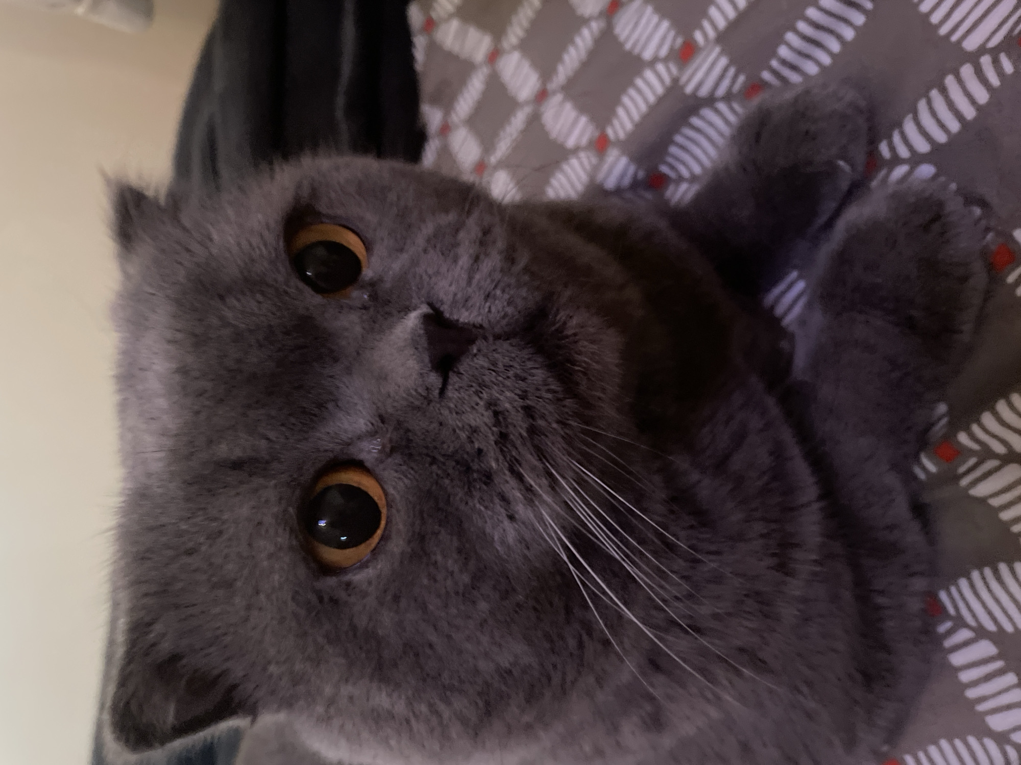 A close-up, slightly overhead shot shows a Scottish Fold cat with gray fur and large, round, orange eyes. The cat's ears are folded forward. Its whiskers are long and white, fanning out from its muzzle. The cat is lying on a patterned surface, possibly a bed or blanket, with a gray and white checkered pattern with small red accents. The background is blurred, with a hint of a beige wall and dark fabric. The lighting appears to be from an artificial source, creating soft shadows on the cat's face.