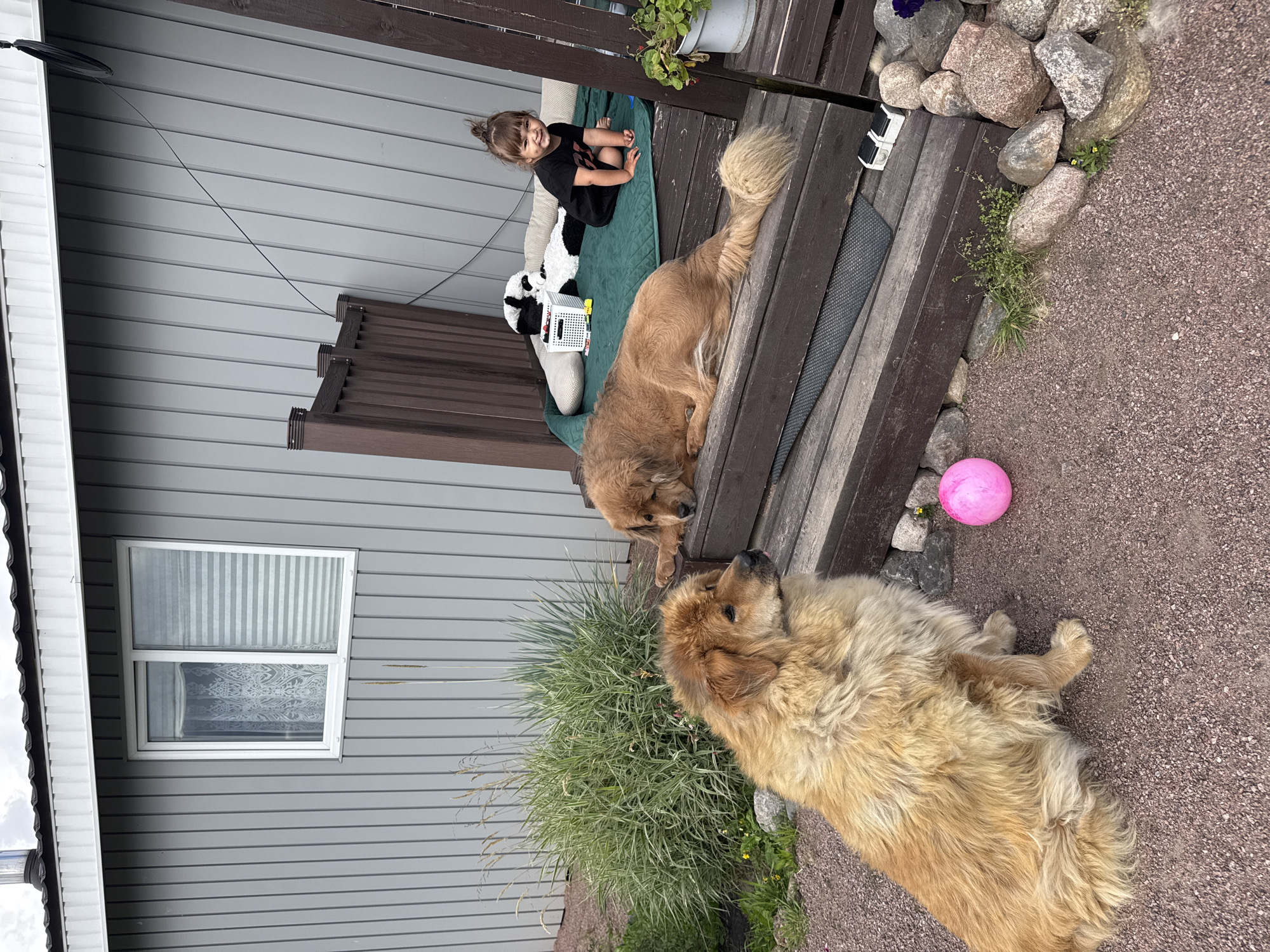 In Kempele, Russia, a scene unfolds outdoors in what appears to be a backyard or patio area. Two large, fluffy, golden-brown dogs are present. One dog is sitting attentively on the gravel, looking to the right. The second dog is lying down on wooden steps, resting its head. A young child, with dark hair pulled into a top knot, is seated on a green mat on a wooden platform. The child is wearing a black t-shirt and smiling at the camera. Adjacent to the child, a large stuffed panda toy and a white toy basket are visible. A pink ball rests on the gravel near the seated dog. The background features a gray, corrugated metal building with a white trim and a window. Dark brown wooden railings and steps create an elevated seating area. The ground is covered in reddish-brown gravel and scattered with rocks and small green plants. The sky above is overcast.