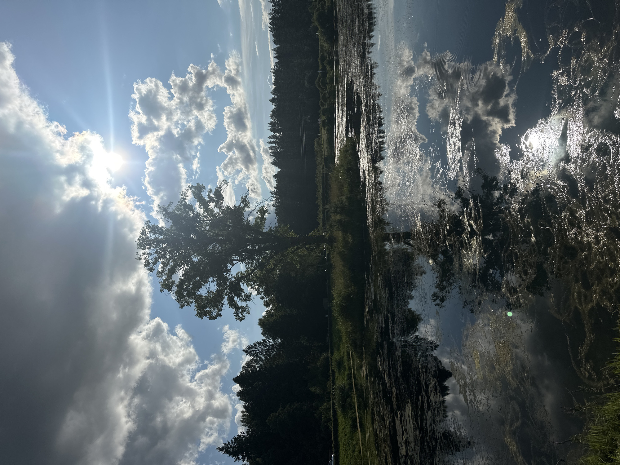 The image depicts a natural landscape with a body of water in the foreground and a dense forest in the background. The water's surface is partially covered with aquatic vegetation, creating a textured dark appearance. The reflection of the sky and clouds is visible on the water, interspersed with areas of sunlight glinting off the surface. A large tree stands prominently on a small island in the middle of the water. The sky is partly cloudy with the sun shining brightly through the clouds, casting lens flares. Beyond the water and the tree, a thick line of dark green trees forms the horizon. A road or path with a few vehicles and distant figures is visible beyond the treeline on the left. The scene is set in a natural environment, likely a park or preserve, and based on the provided information, the location is in Ракаўскі сельскі Савет, Belarus. There are no people in the immediate foreground, and the focus is on the natural scenery.