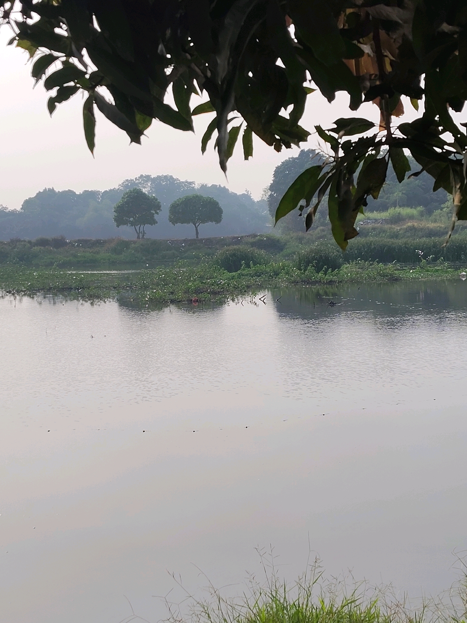 An overcast day at a body of water in Cileduk, Indonesia, with lush greenery and trees lining the banks. The water's surface is calm, reflecting the muted sky and the shapes of the trees. In the foreground, a few dark objects are scattered across the water, possibly buoys or debris. The banks are densely vegetated with a mix of plants and some visible litter. Two distinct trees stand on the elevated bank in the middle distance, silhouetted against the hazy sky. The overall atmosphere is tranquil, with a hint of environmental concern due to the visible refuse.