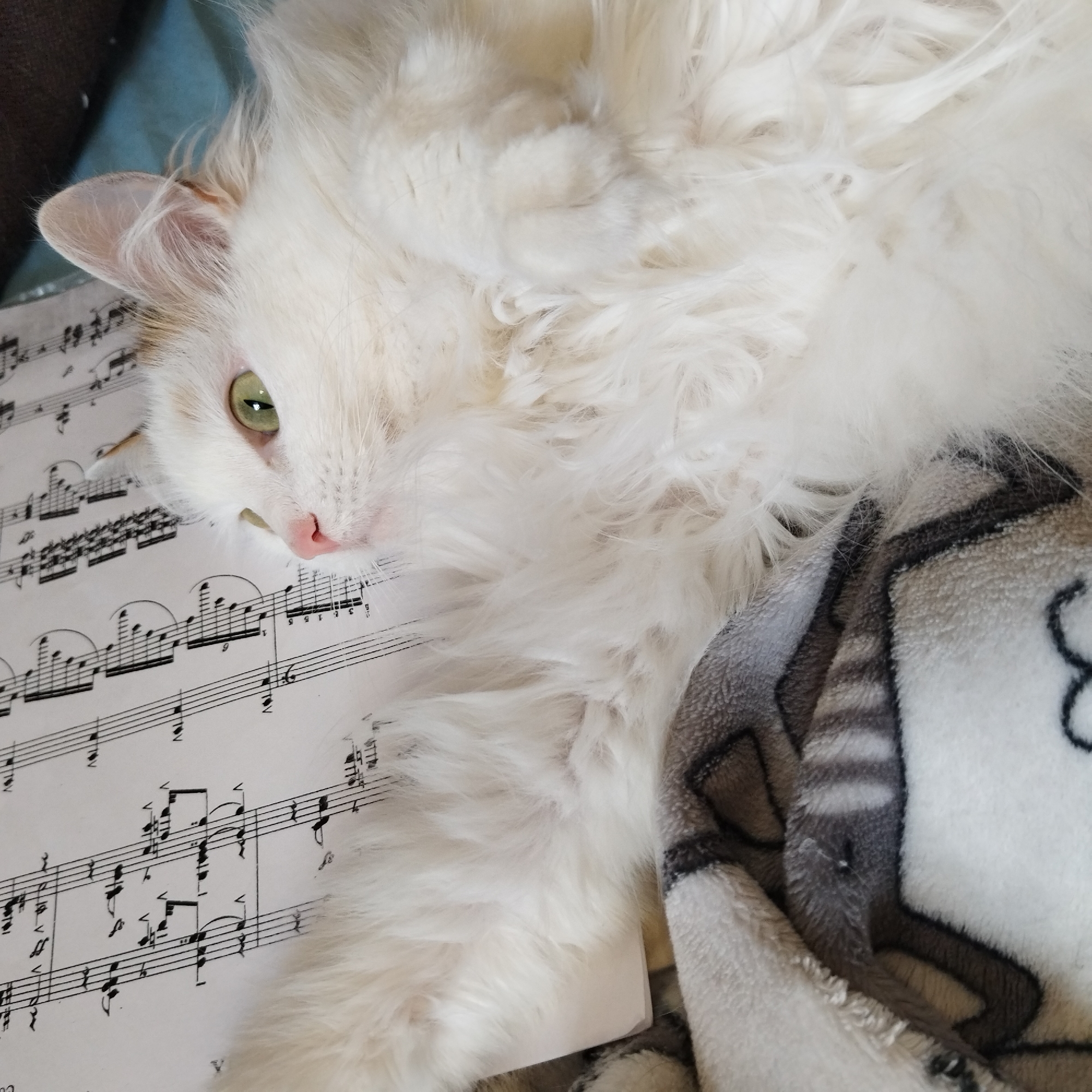 A fluffy, long-haired white cat is captured in a close-up, high-angle shot, resting indoors. The cat has striking green eyes and a small, pink nose, and its head is tilted slightly as it gazes directly or slightly past the viewer. Faint patches of light orange or tan fur are visible near its right ear and cheek.
A sheet of musical notation lies beneath and to the left of the cat, with the cat's white fur gently covering some of the music. The sheet music displays staves, numerous musical notes (including sixteenth, eighth, and quarter notes), clefs, time signatures, dynamic markings such as "ff" (fortissimo), and measure numbers like "15" and "6".
To the right and underneath the cat, a soft, patterned blanket or fabric is visible. This blanket has a light base color adorned with abstract or stylized dark gray and black designs. The background behind the cat's ear is blurred, showing soft transitions between blue/teal and brown tones. The scene conveys a sense of calm and domestic comfort, with the relaxed cat being the central focus.