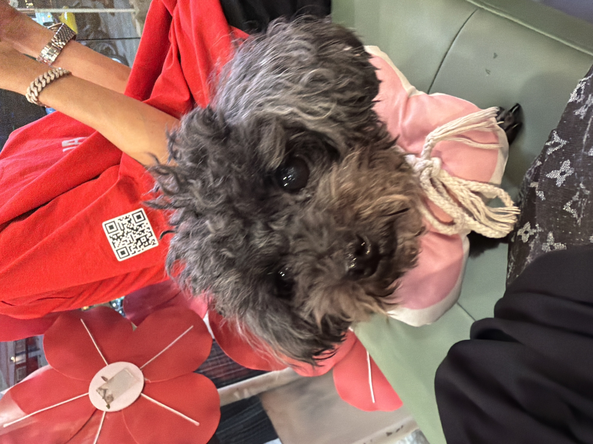 A medium shot from above shows a small, gray, curly-haired dog wearing a pink and white coat with white ties. The dog is positioned centrally, facing slightly to the left. To the left of the dog is a person's arm with two bracelets and a red garment with a QR code. Underneath the garment is a red flower decoration. To the right, a person is wearing a black garment, resting on a light green surface. The location is unspecified but presumably in Đà Nẵng, Vietnam.