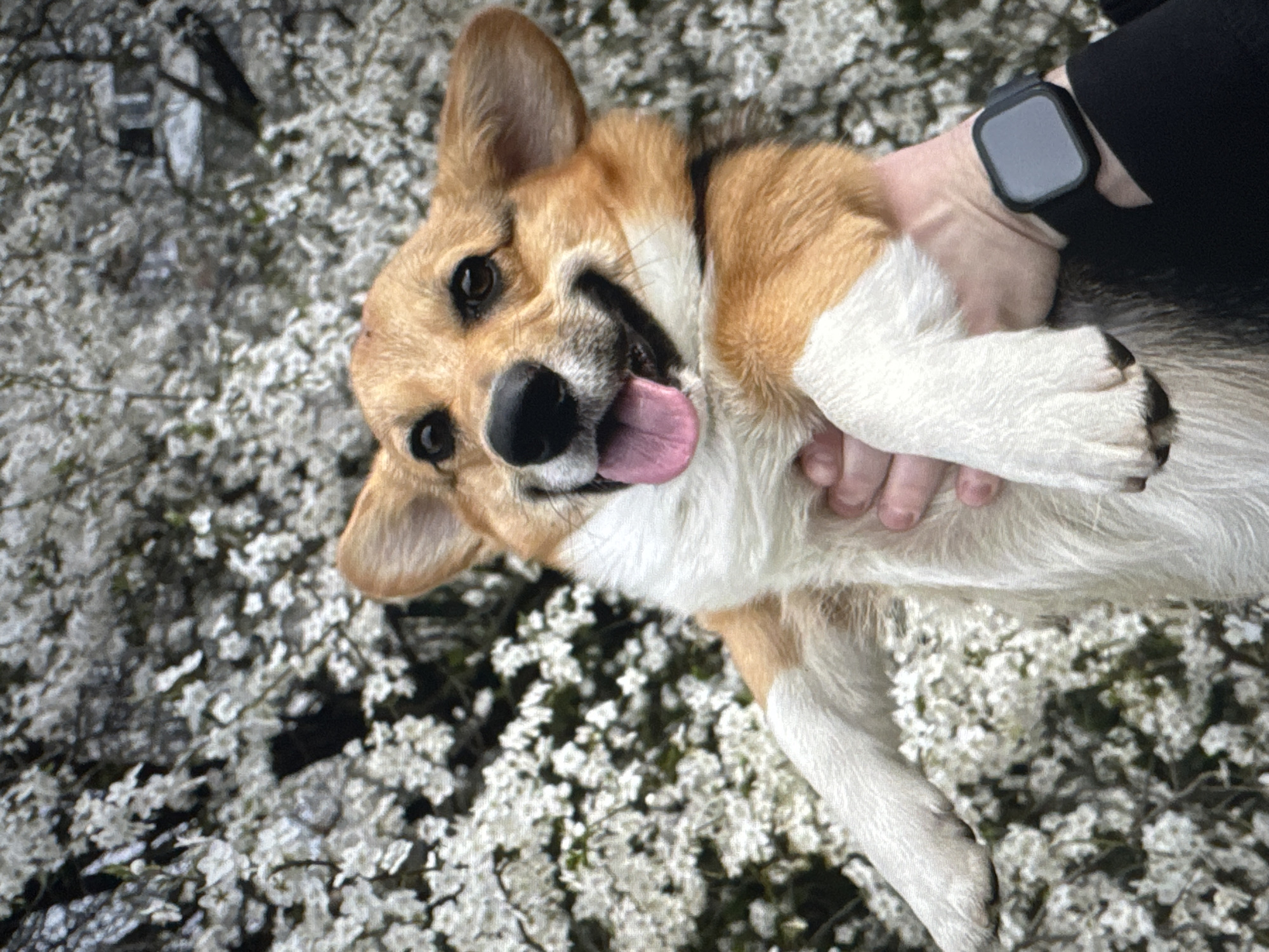 In Tallinn, Estonia, a person is holding up a Corgi dog in front of a tree with white blossoms. The dog is looking towards the camera with its tongue out and a happy expression. The person is wearing a black jacket and a smartwatch on their left wrist. The background is filled with the white blossoms of the tree, with some branches and leaves visible. The lighting suggests it is daytime.
