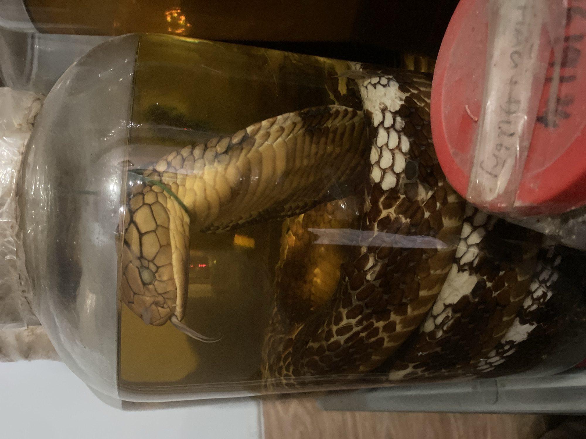 A king cobra is preserved in a glass jar filled with amber liquid, likely alcohol, and placed on a shelf. The snake's head, featuring its characteristic hood and a forked tongue, is visible at the top of the jar, while its coiled body fills the lower portion. The jar appears to be sealed with plastic wrap and tape. The surrounding environment is dimly lit, with other jars and shelves visible in the background, suggesting a storage area or shop. The image was taken at a stall in Lái Thiêu Ward, Thuận An City, Bình Dương Province, Vietnam, a region known for traditional medicine and local crafts.
