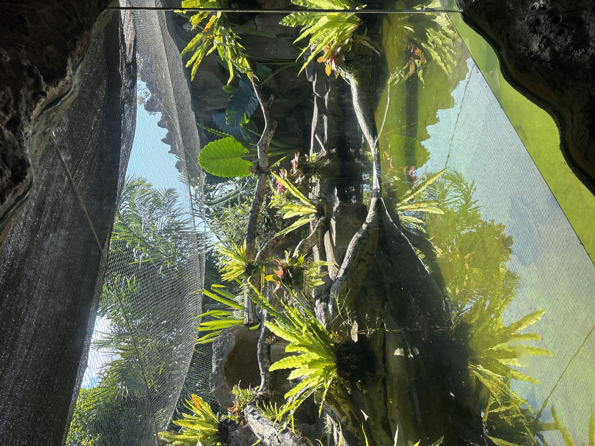 The image depicts a lush, tropical environment within an enclosure, possibly a zoo or botanical garden, in Sukawati, Indonesia. The scene features a pond with greenish water, reflecting the surrounding vegetation and a mesh netting overhead. Several varieties of ferns and large-leafed plants are prominently displayed, growing from rocks and branches around the pond. The enclosure appears to be partially covered by a dark mesh material, suggesting an effort to control light or temperature, or to contain animals. The background shows rocky formations and more dense foliage, with a clear blue sky visible in patches through the netting. There are no people or animals visible in the frame.