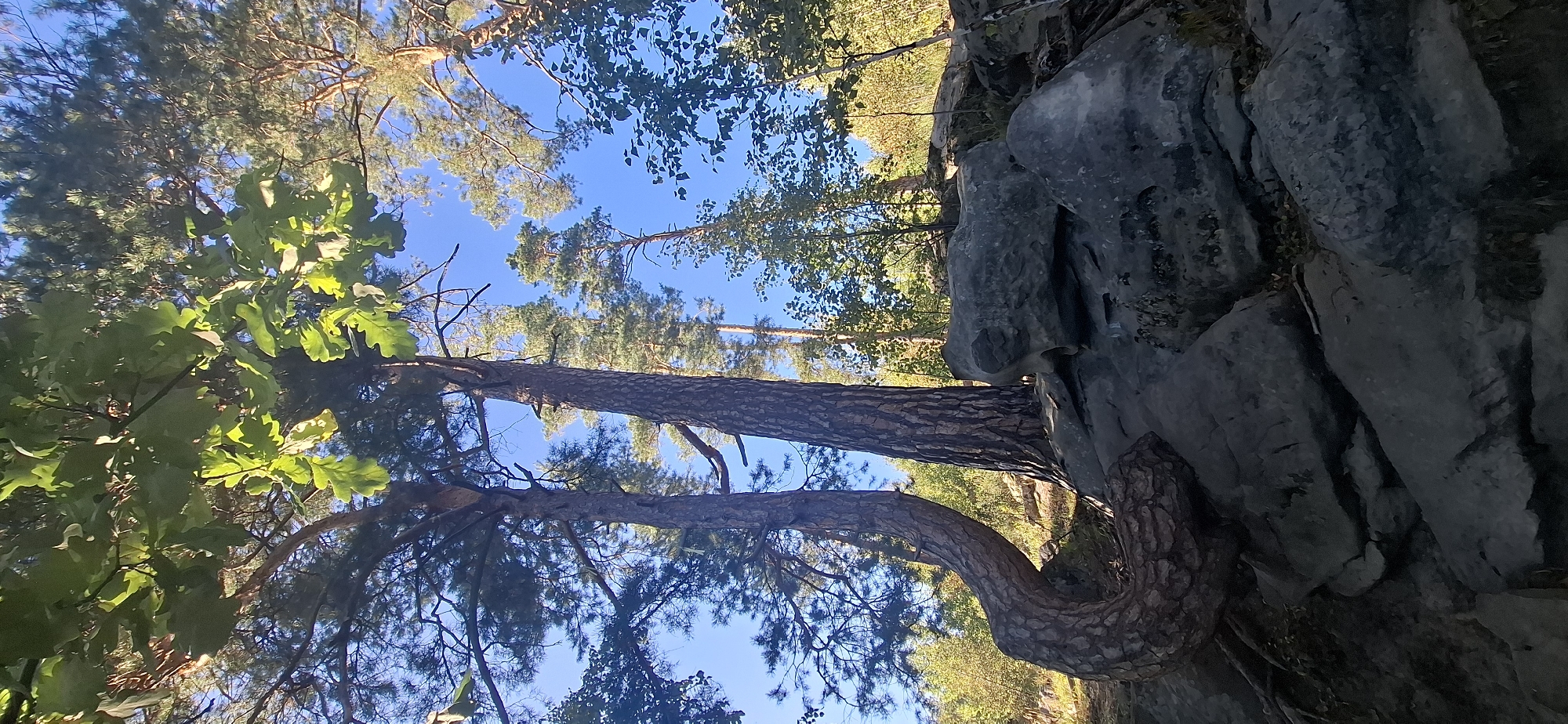 The image shows a forest scene with large rocks in the foreground and trees in the background. The trees are tall and have green leaves. The sky is blue. The rocks are gray and appear to be made of granite. There is a curved tree trunk in the left foreground. The location is the Peredovoi region of Russia.