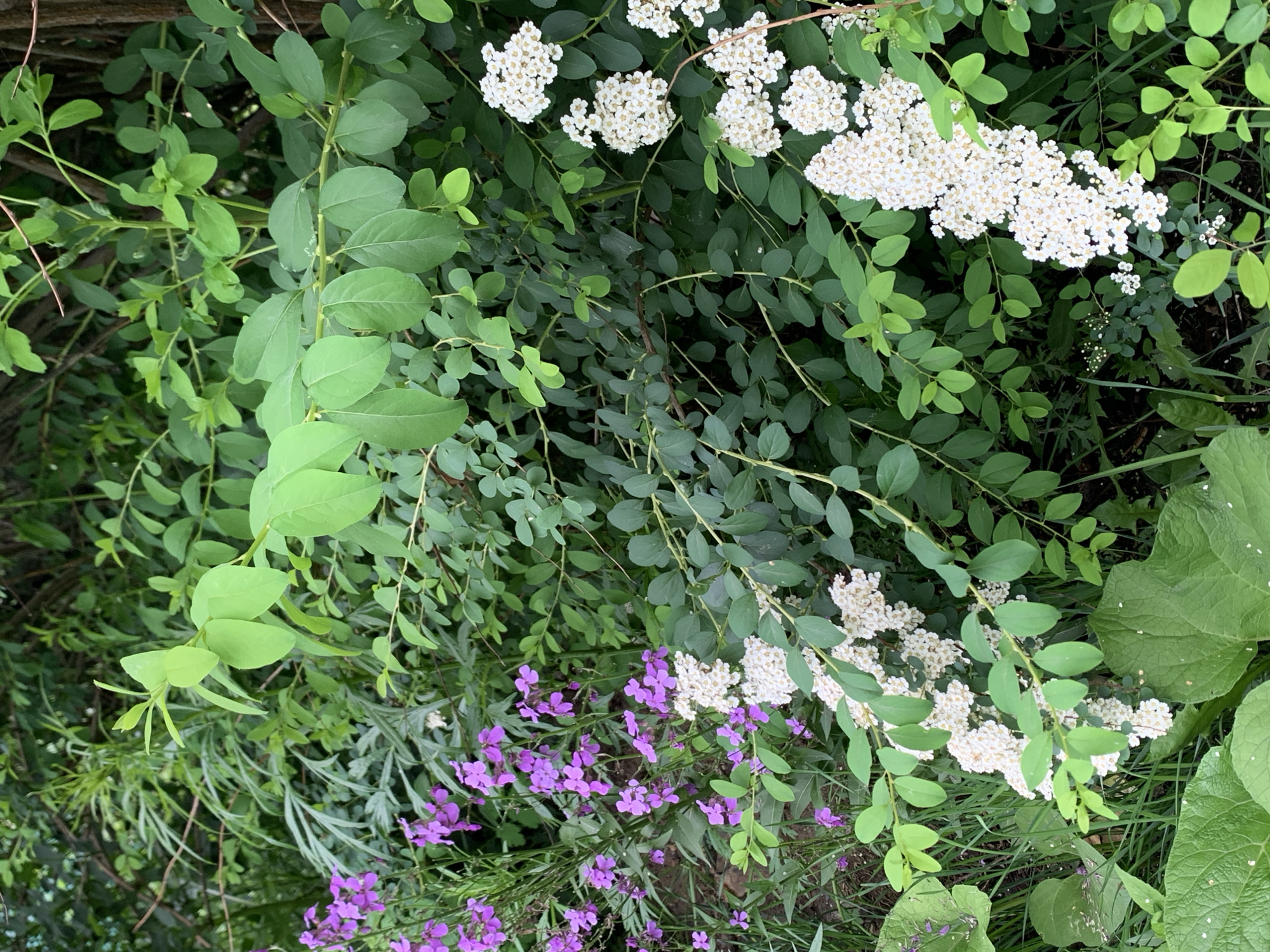 The image depicts a close-up, eye-level view of lush green foliage and flowering plants. In the foreground, a large, textured green leaf occupies the lower left portion of the frame. To its right, a cluster of small, white flowers on delicate branches is visible, interspersed with the dark green leaves of a shrub. Further to the left and slightly behind the white flowers, a patch of vibrant purple flowers on thin stems stands out against the greenery. The background is filled with dense, varied green leaves and branches, suggesting a natural, overgrown garden or wild area. The lighting is soft, indicating an overcast day or shaded conditions. The scene appears to be an outdoor natural environment, possibly a garden or park within the city of Kavalerovo, Russia, given the context. There are no people or animals present in the image.