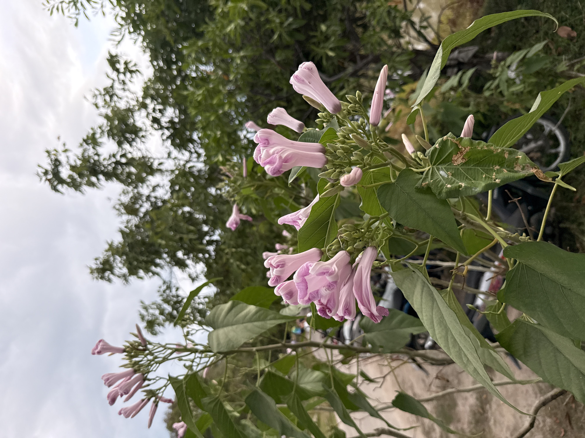 In the city of Ko Samui District, Thailand, a close-up, low-angle shot captures a cluster of unopened pink trumpet-shaped flowers and their green leaves against a backdrop of lush foliage and a cloudy sky. The flowers are vibrant and detailed, with delicate petals and visible buds. The leaves are broad and green, with some showing signs of wear. In the background, out-of-focus elements suggest a natural or semi-natural environment, possibly a garden or park, with hints of parked motorcycles visible. The overall impression is one of natural beauty and tranquility.