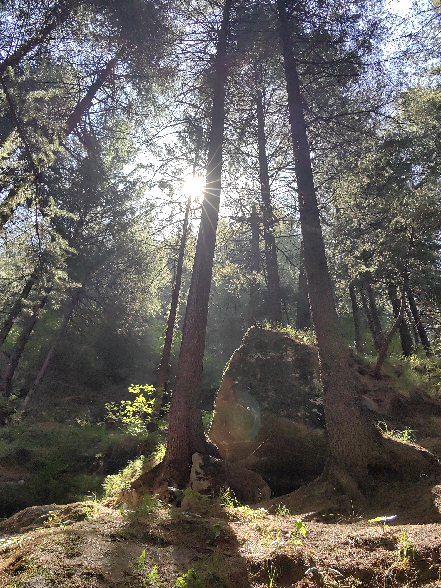 The image captures a sun-dappled forest scene, likely in the vicinity of Vashisht, India, given the presence of tall coniferous trees and a rocky, uneven terrain. The sun shines brightly through the dense canopy of pine trees, creating strong beams of light that pierce the shadows. The forest floor is covered in a mix of dry pine needles, moss, and sparse green vegetation, suggesting a natural, untamed environment. A large, moss-covered boulder is prominent in the mid-ground, partially illuminated by the sunlight. The overall impression is one of a serene, somewhat rugged forest landscape, with the interplay of light and shadow adding a dramatic quality to the scene. No people or animals are visible.