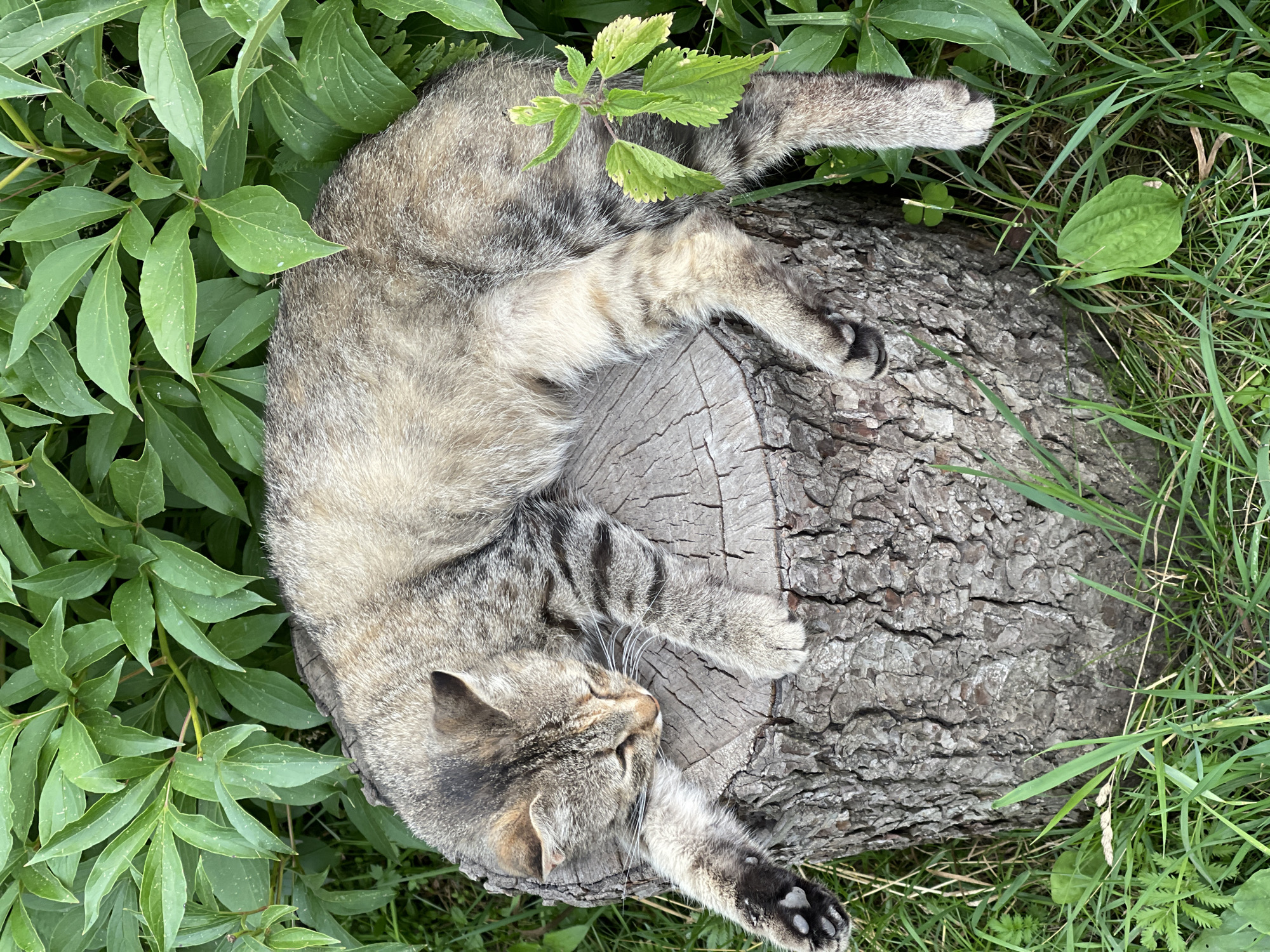 A tabby cat is lying on its side on a weathered, cut tree trunk. The cat is mostly gray and brown with black tabby markings on its fur, including stripes on its legs and tail. Its eyes are closed, and its paws are stretched out. One of its paws rests on the grass, while the other is on the tree trunk. A small green plant with several leaves grows from the top of the tree trunk, partially covering the cat's back. The tree trunk is rough and textured with visible bark.
The cat is surrounded by lush green foliage, including large leaves from what appears to be a peony plant and blades of grass. The overall scene suggests an outdoor setting, possibly a garden or a wooded area. The lighting appears to be natural, suggesting it is daytime. The cat's relaxed pose and closed eyes convey a sense of peace and contentment. There is no visible text in the image.