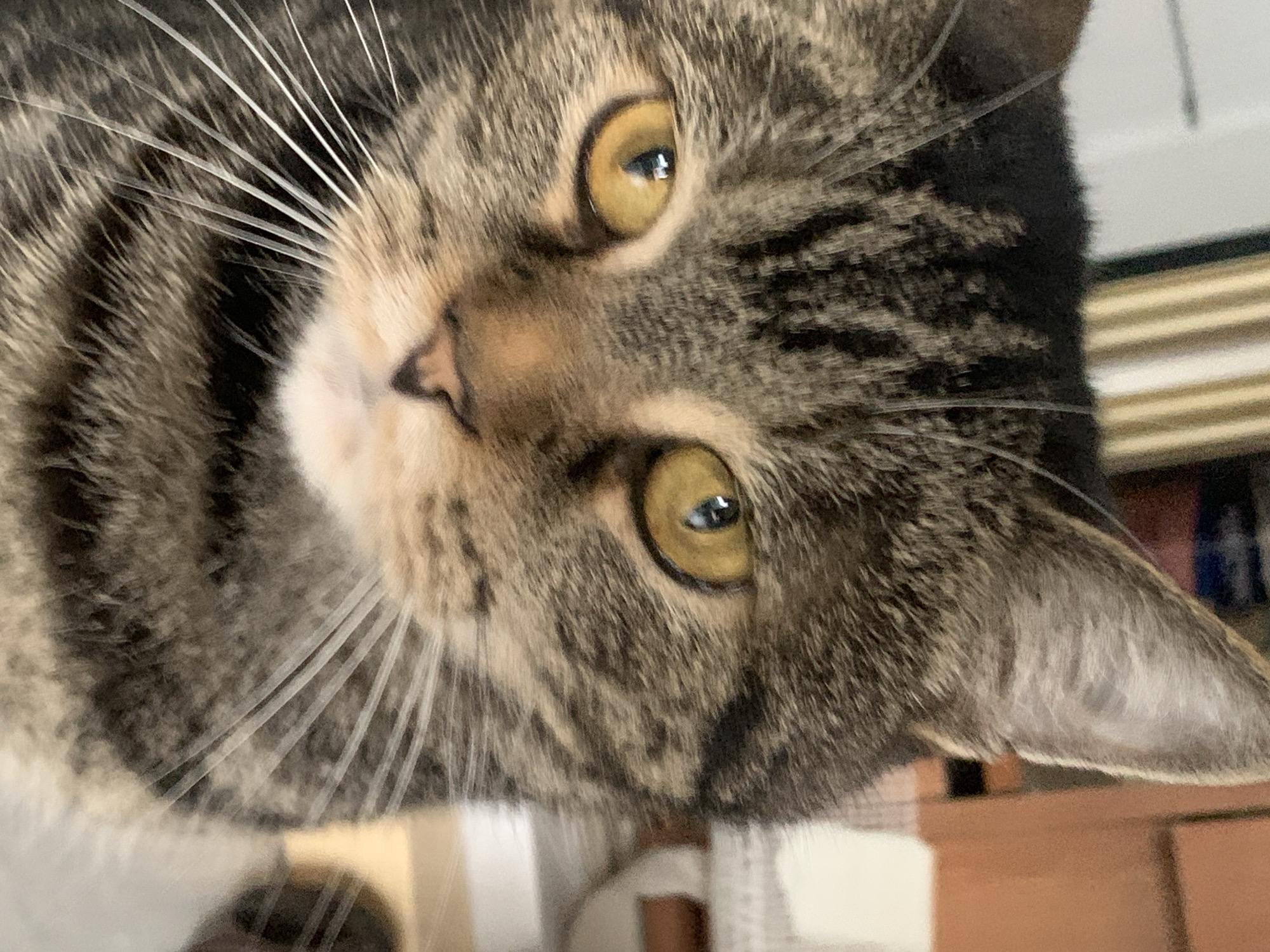 A close-up photograph shows a tabby cat's face, tilted so its nose is near the center of the frame. The cat has yellow eyes with visible pupils. Its coat is striped with dark and light brown fur, and it has white whiskers. The background is blurred and indistinct, showing parts of what appears to be furniture. There is no indication of the location being Stavropol, Russia, in the image.
