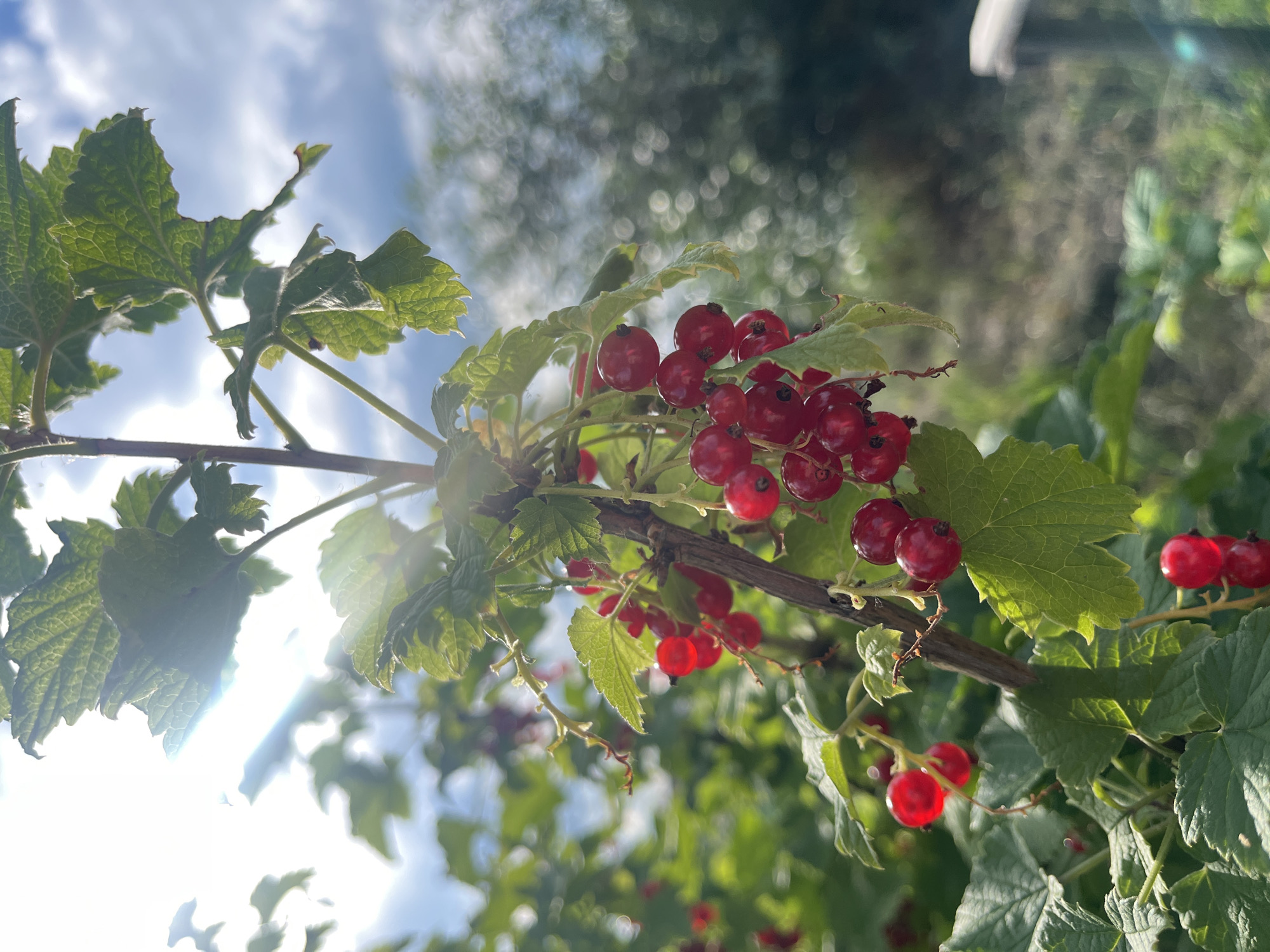 The image captures a close-up view of a branch laden with ripe red currants, set against a backdrop of lush green foliage and a bright sky. The currants are a vibrant red, clustered together on thin stems, with some leaves peeking out from around them. The sunlight streams through the leaves and berries, creating lens flares and highlighting the translucent quality of the fruits. The background is softly blurred, showing more greenery and a hint of blue sky with some white clouds. The overall impression is one of a sunny day, possibly in late summer or early autumn, in a garden or natural setting. The focus on the fruit suggests a moment of harvest or simply an appreciation of nature's bounty. No people or text are visible in the image. The location context is Kovriga, Russia.