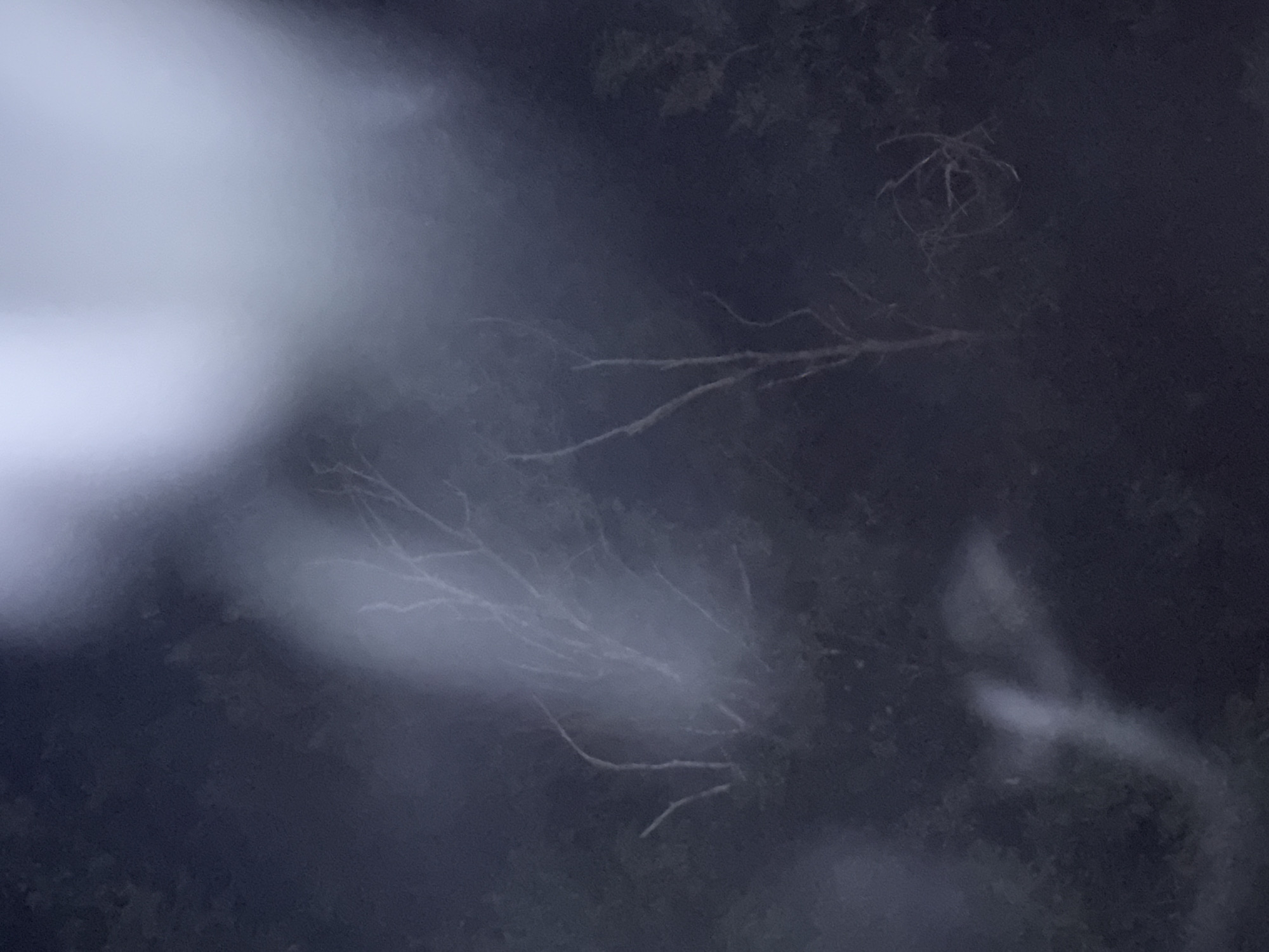 The image depicts a dark, misty outdoor scene, likely at night, with indistinct trees and foliage. There is a bright, diffused light source in the upper portion of the image, casting an ethereal glow. The overall atmosphere is somber and slightly eerie, with a sense of depth created by the fog. No people or specific objects are clearly identifiable. The location within Boreti, Montenegro, is not discernible from the visual information provided.