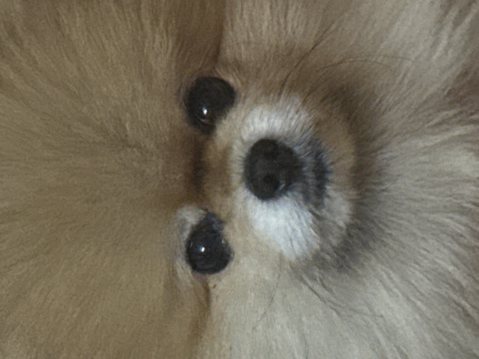 A close-up shot focuses on the face of a fluffy, light-brown Pomeranian dog. Its dark, round eyes with light reflections are prominent. A small, black nose is centered with white fur around the muzzle. The surrounding fur is dense, creating a soft texture and blurring the edges of the frame.