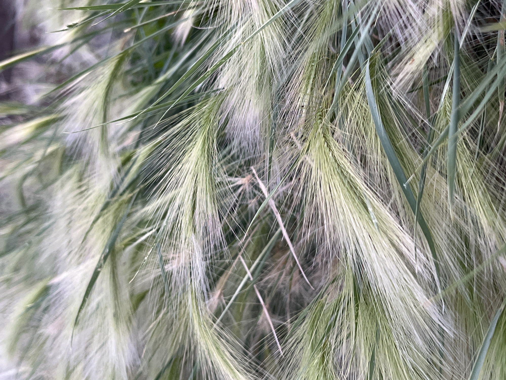 The image shows a close-up, abstract view of wild grass, possibly foxtails or a similar species, with long, feathery seed heads. The grass is predominantly light green and yellowish-white, with some darker green blades interspersed. The background is blurred, creating a shallow depth of field that focuses attention on the intricate textures and patterns of the grass. The lighting suggests it might be early morning or late afternoon, with soft, diffused light. There is no indication of human presence or urban elements; the scene is entirely natural. The provided context of Chaikovsky, Russia, implies this image was captured in a natural or semi-natural area within or near the city, such as a park, field, or roadside verge.