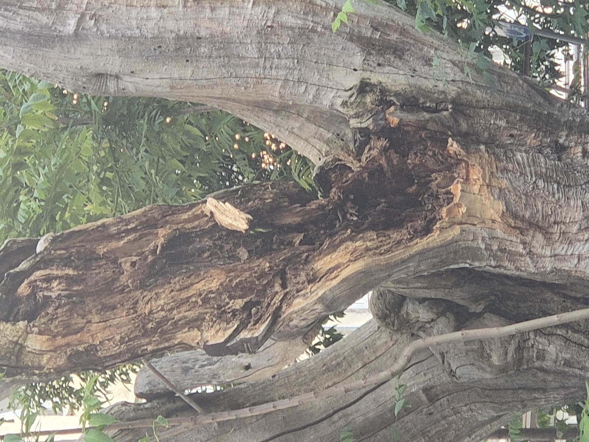 This close-up image presents a detailed view of an old, heavily weathered tree. The dominant features are thick, gnarled branches with deeply grooved and textured bark, appearing in shades of light brown and grey. A prominent horizontal branch displays a large, dark cavity or hollowed-out section where wood has decayed, revealing intricate patterns within. Other substantial branches are visible above and below, crisscrossing the frame.
Throughout the composition, vibrant green foliage is interspersed with the branches and visible in the background. Through gaps in the leaves, numerous small, spherical, warm-toned lights appear as out-of-focus bokeh, suggesting artificial illumination such as string lights or distant urban lights. The overall lighting implies daytime, possibly early morning or late afternoon. The scene is static, capturing a natural outdoor environment, likely a garden or park. There are no people, explicit activities, or visible text.