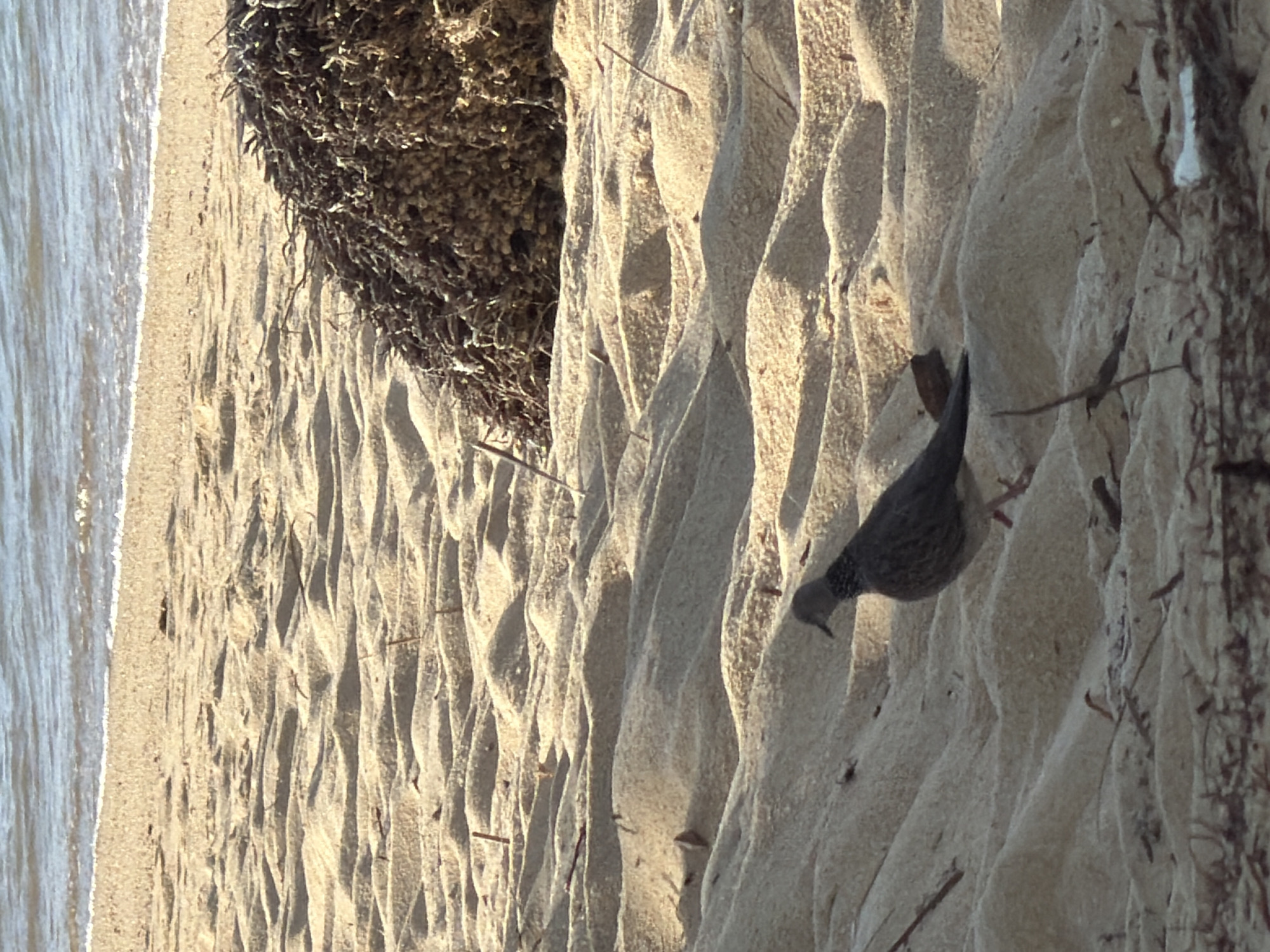 A dove is walking on a sandy beach in Baan Tai, Thailand. The dove is gray and white and has a slender body. It is walking towards the right side of the image. The beach is covered in sand and has some seaweed and shells scattered on it. The water is blue and clear and the sky is a light blue. The image is taken in a medium shot and the lighting is natural.