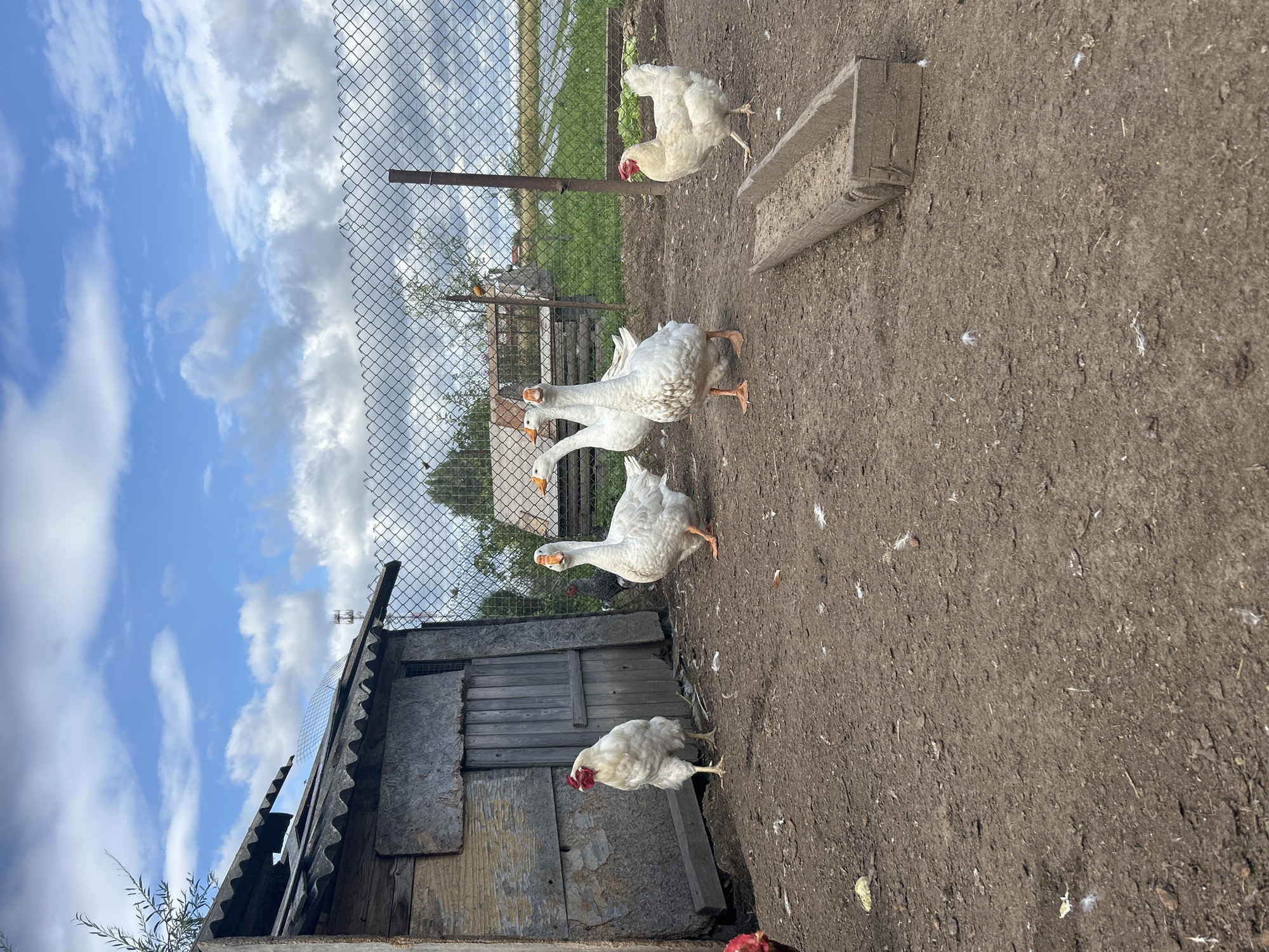 In the city of Kalitsino, Russia, a farmyard scene unfolds under a cloudy sky. A rustic wooden shed, made of weathered planks and corrugated roofing, stands on the left side of the frame. In front of the shed, a white chicken with a red comb stands alert. To its right, a group of white geese are gathered. Three geese are prominently visible in the center, their orange beaks and feet contrasting with their white plumage. One goose is looking towards the camera with its head raised. Further to the right, another white chicken is positioned near a wooden trough filled with feed. The ground is covered in dirt and scattered feathers, indicating the presence of poultry. A wire fence stretches across the background, enclosing the farmyard and revealing a glimpse of a green field and a body of water beyond. The overall impression is one of a rural, working farm.