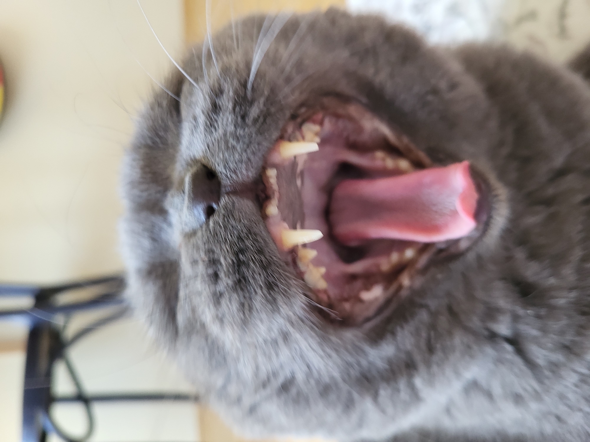 A close-up, high-angle shot captures a grey cat in the midst of a wide yawn. The cat's head is tilted, with its mouth open very wide, revealing a large portion of its pinkish-red tongue, which is slightly curled. Its prominent, sharp canine teeth are clearly visible, along with several smaller molars and incisors. The cat's grey fur, including some whiskers, frames its open maw. The background is softly blurred, showing light-colored surfaces and a dark, possibly metallic, abstract shape to the left, suggesting an indoor setting. There is no visible text.