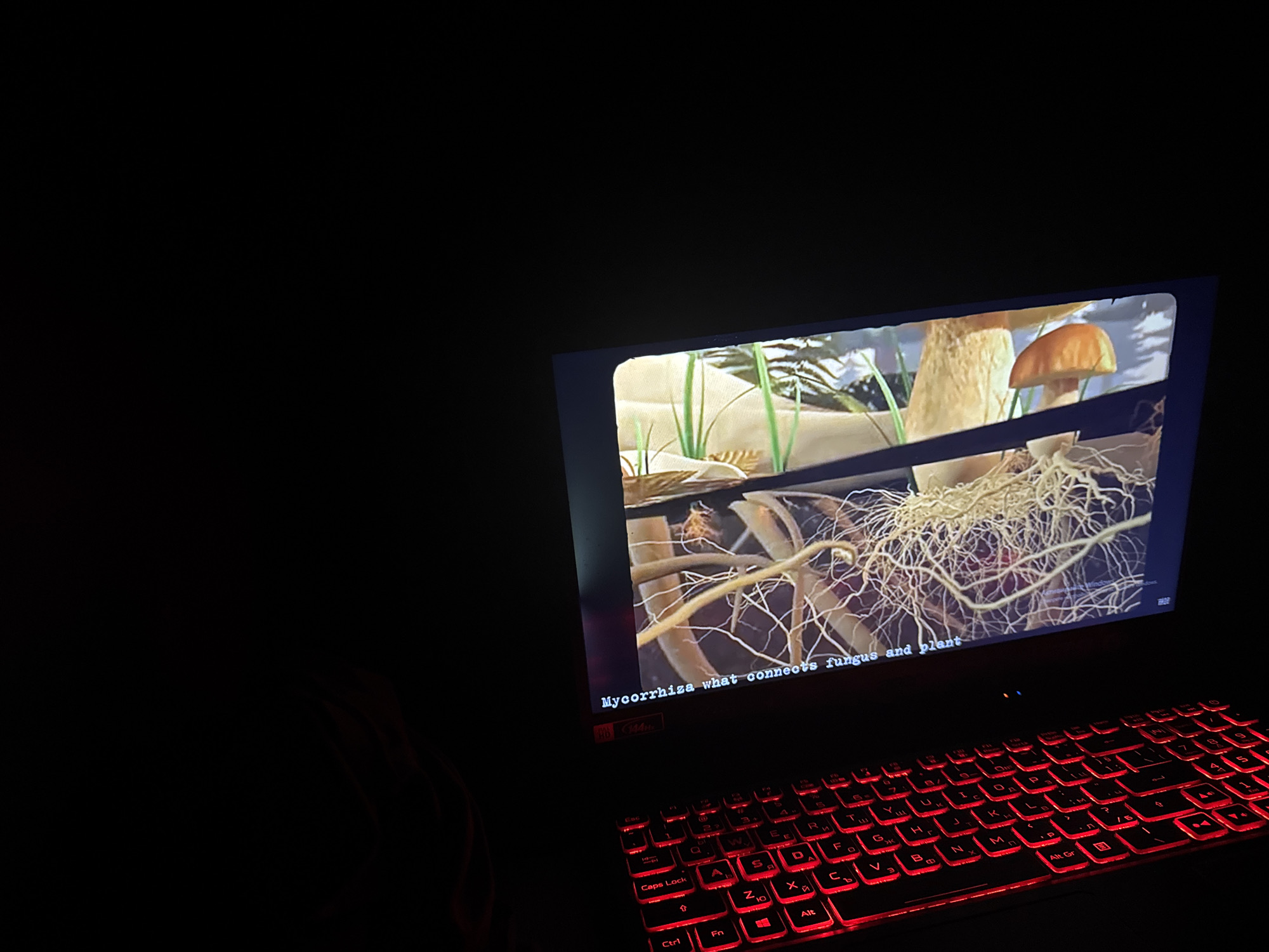 A laptop screen displays a video or image about mycorrhiza, highlighting its role in connecting fungus and plants. The screen is illuminated against a dark background, and the keyboard is lit with red backlighting. The OCR detected on the image does not match any information relating to the location of Kaloyanovets, Bulgaria.