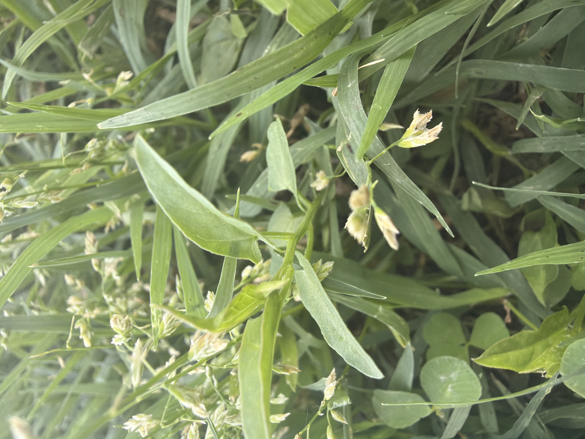 This image presents a close-up, ground-level view of dense green vegetation located in the city of Trastenik, Bulgaria. The scene is populated by various plant species, predominantly narrow-bladed grasses. Interspersed among the grasses are broad-leafed plants, including a central specimen with ovate leaves and delicate, pale-colored developing flowers or seed heads. In the lower-left corner, a plant with distinct trifoliate leaves, consistent with clover, is partially visible. Numerous small, light-toned floral or seed structures, some appearing dried, are scattered throughout the plant cover. No human subjects or man-made objects are present in the frame.