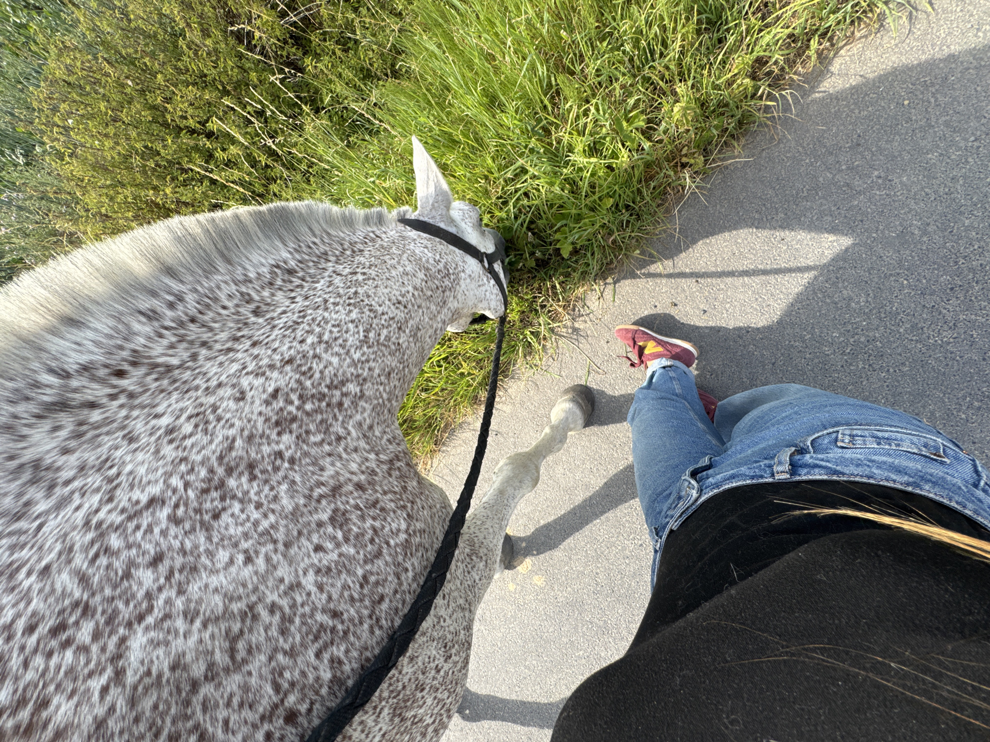 A dappled gray horse grazes on the right side of a paved path, its head lowered towards the grass. A person, wearing blue jeans and a black top, walks on the paved path to the left of the horse, with their legs and feet visible in the lower portion of the frame. The horse is wearing a black halter and lead rope. The environment appears to be a rural or semi-rural area with a grassy embankment bordering the path. The lighting suggests it is daytime, likely late afternoon or early morning due to the long shadows cast on the path. The image was taken in Estaimpuis, Belgium.
