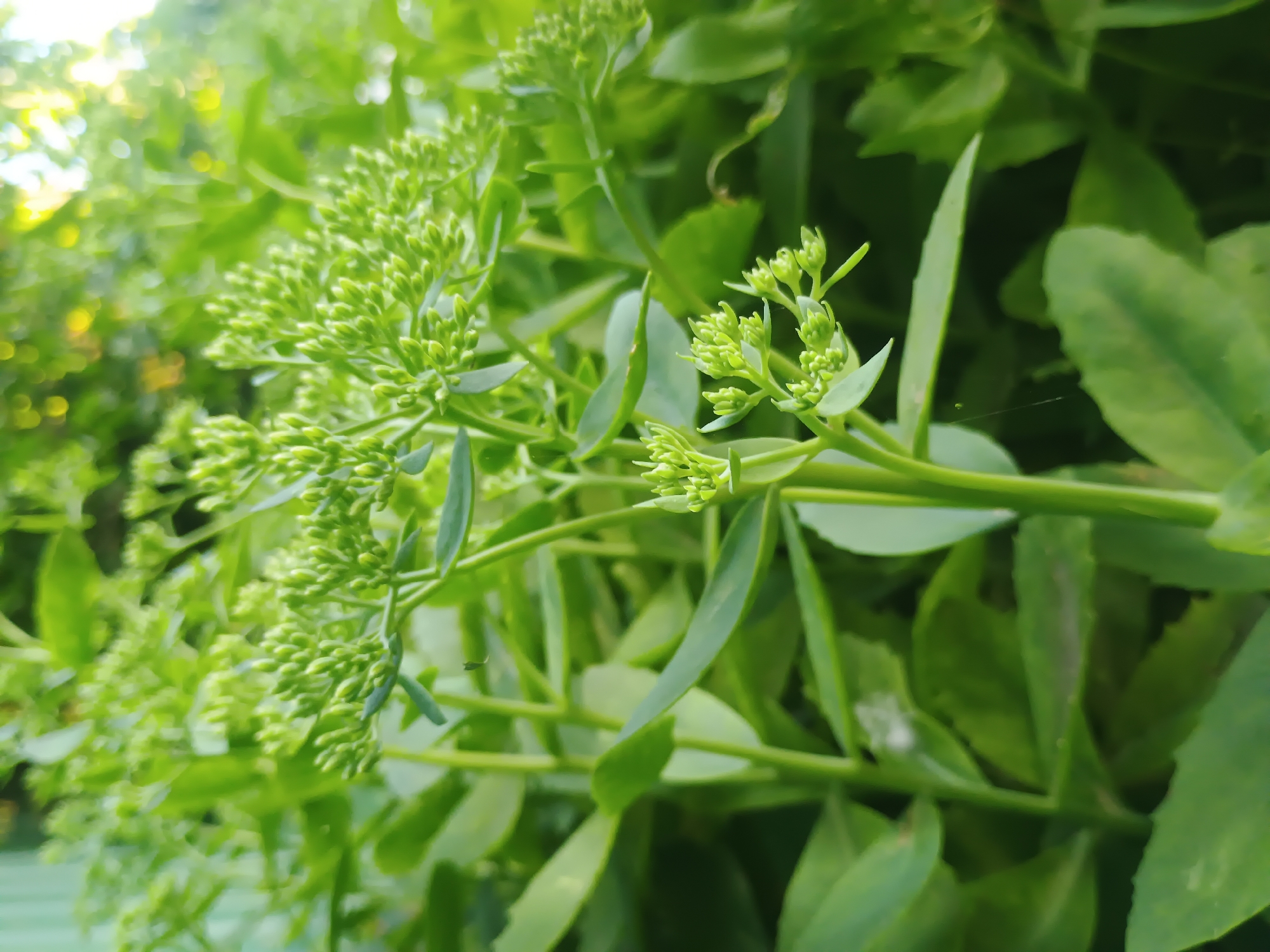 The image shows a close-up of several green plants with tightly clustered buds at the top of their stems. The plants are lush and abundant, with broad, green leaves forming a dense background. The lighting suggests an outdoor setting, with sunlight filtering through the foliage, creating bright highlights and dappled shadows. A hint of a green fence is visible in the upper left corner of the image. The overall scene is one of natural growth and vitality, typical of a garden or a wild, green area. The image was taken in Kliushnykivka, Ukraine.