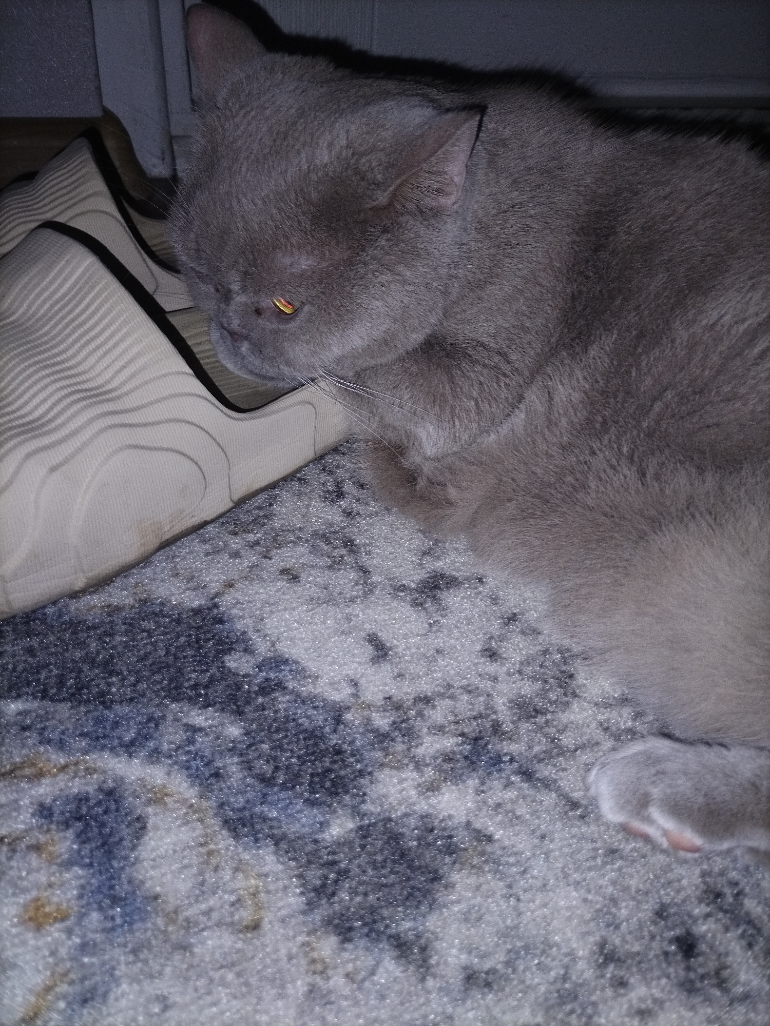 This is a close-up, vertical, eye-level shot of a fluffy, gray cat resting on a carpet. The cat's fur is a soft, muted gray, and its amber eyes are partially closed, giving it a sleepy or pensive appearance. The cat is positioned on the right side of the frame, with its body extending out of view. A light-colored object, possibly a shoe or a piece of footwear with a textured sole, is placed on the left side of the frame, partially under the cat's head. The object has a wavy, ridged pattern and a dark outline. The background consists of a dark, textured surface, likely a wall or furniture, adding to the cozy indoor setting. The carpet beneath the cat has a mottled pattern of blues, grays, and some lighter speckles. The lighting appears to be dim, suggesting it might be nighttime or indoors with low light conditions. The overall mood is tranquil and domestic. There is no visible text in the image. The location context is Смалявічы, Belarus.