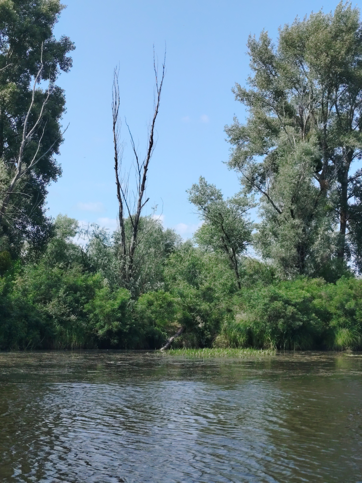A wide, calm river flows in the foreground. The water is dark and has a slightly rippled surface. On the far bank of the river, dense green vegetation grows, with trees of various sizes forming a thick line along the water's edge. The sky above is clear blue with a few wispy clouds. The scene appears to be a natural landscape, possibly a park or a protected area within Oseshchyna, Ukraine.