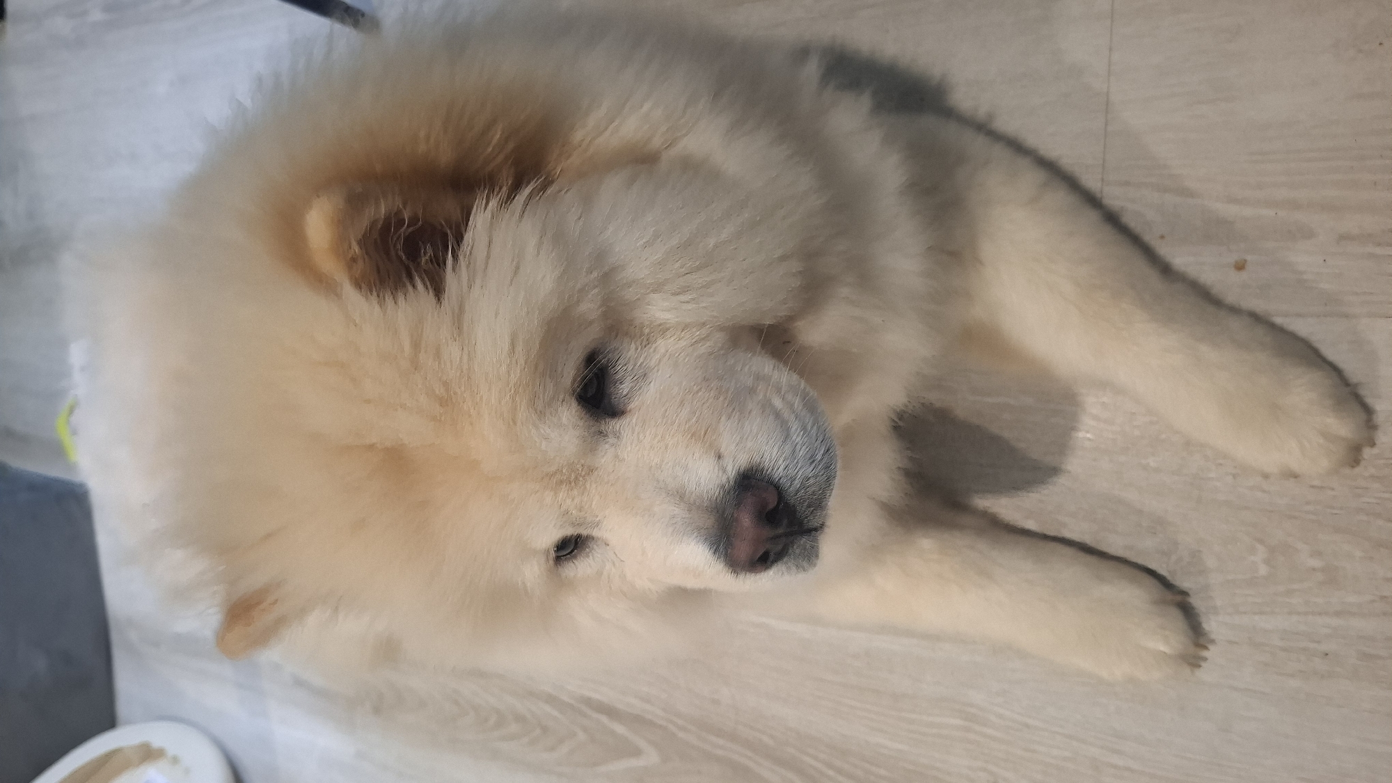 A cream-colored Chow Chow dog is depicted lying on a light-toned wooden or laminate floor. The dog's fluffy coat is prominent, exhibiting shades of pale yellow and cream. Its head is slightly turned towards the left, with dark, partially visible eyes and a pinkish-brown nose. Its forelegs are extended forward, resting on the floor. In the upper left background, a portion of a white, curved object is visible, and a blurred blue/grey object is present in the upper central background. The lighting suggests an indoor environment. This scene is located in the city of Unknown, Unknown.