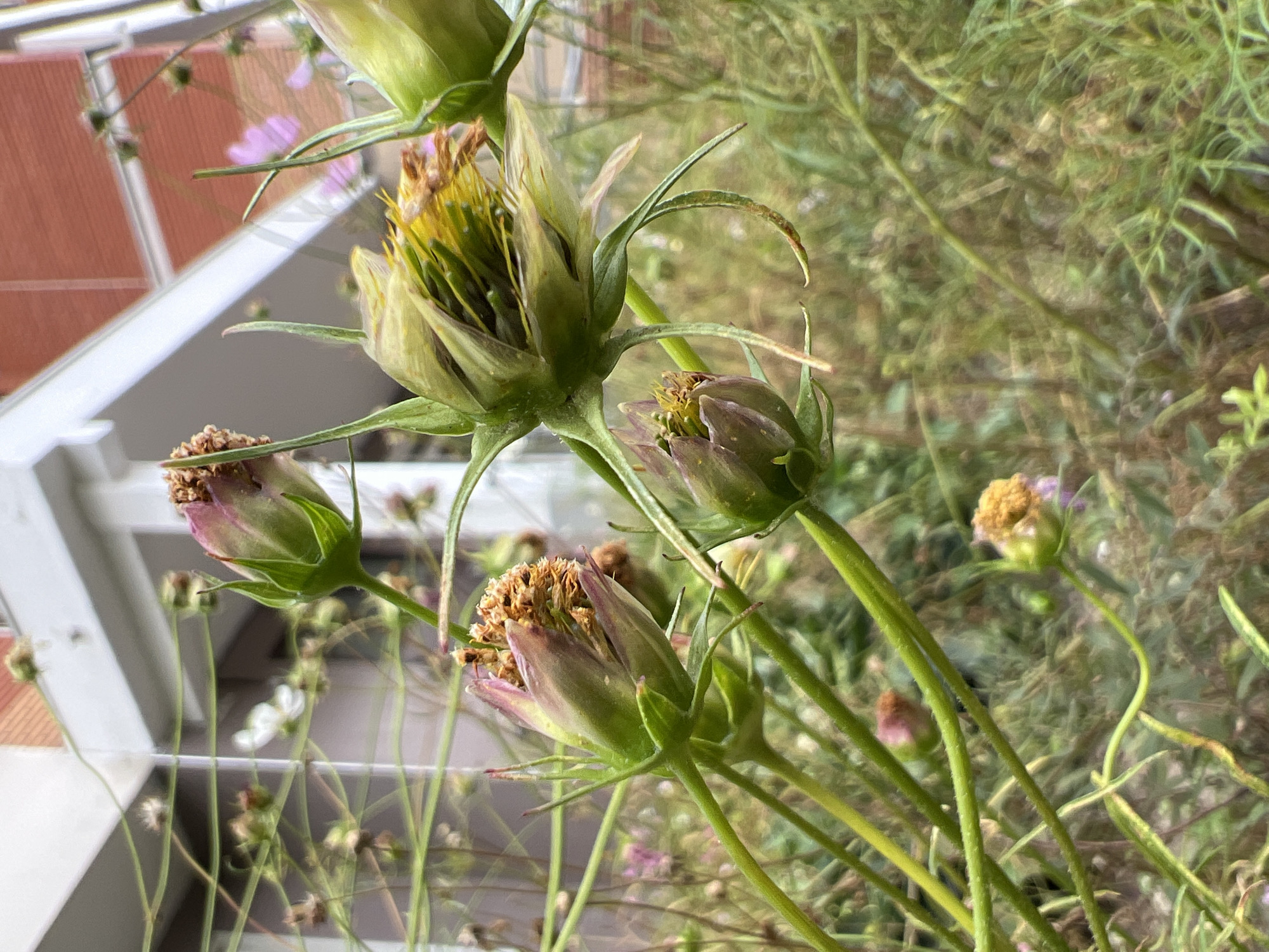 The image is a close-up shot of several unopened flowers in a garden. The flowers have green sepals and some have hints of pink and yellow petals beginning to emerge. The background is blurred, but appears to be an outdoor setting with some building elements visible, suggesting it might be a residential area. The overall impression is one of natural growth and the early stages of blooming. There are no people or specific Moscow landmarks visible.