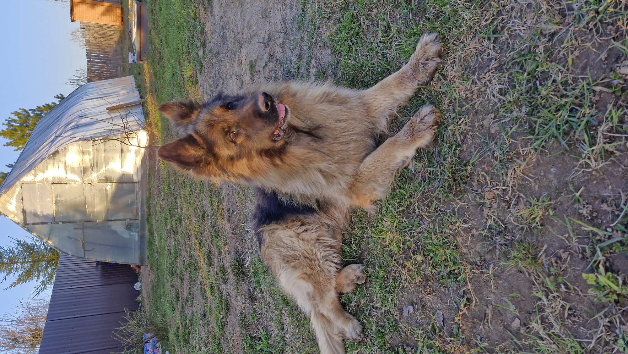 A German Shepherd dog is lying on the ground, its body turned towards the camera and head angled upwards. Its tongue is slightly out. The dog is outdoors in a yard with patches of grass and bare earth. A greenhouse-like structure with a reflective exterior is visible in the background to the left, along with a section of a dark-colored roof. A wooden fence and building are further in the background. The photo was taken in Otchor, Russia.