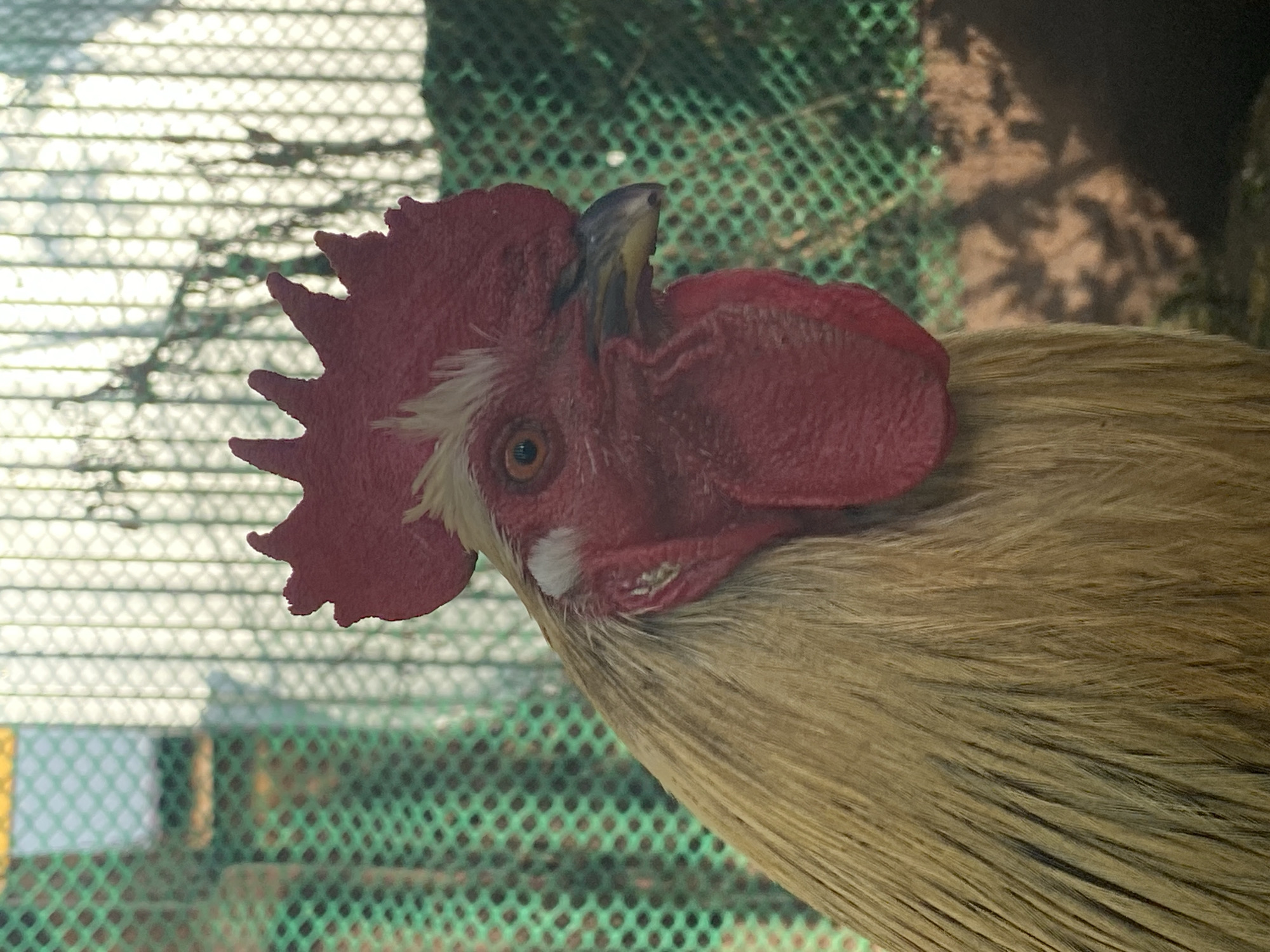 A close-up, side profile shot captures a rooster's head and upper body. The rooster has a prominent red comb and wattles. Its feathers are a golden-brown color. The background is blurred and consists of a green mesh fence and what appears to be a light-colored structure behind it. The image does not contain any information about Votkinsk, Russia.