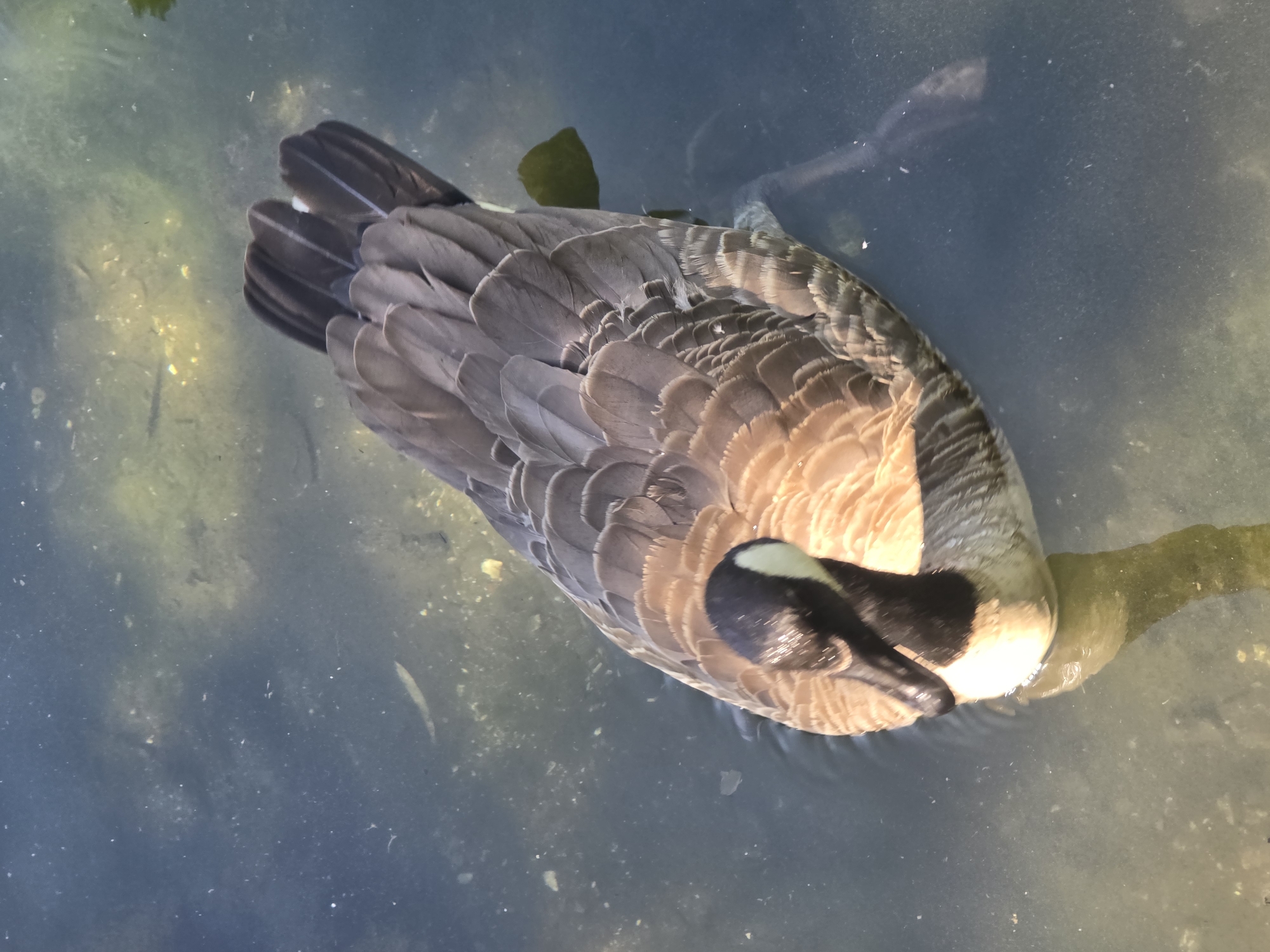 A single Canada goose is swimming in murky water, viewed from a high angle. The goose is mostly submerged, with its back and tail feathers visible above the water's surface. Its head is also visible, with its distinctive black neck and white cheek patch. The water is greenish-brown and appears to have some debris or algae floating in it. Sunlight is reflecting off the water, creating some bright spots. The location is unknown.