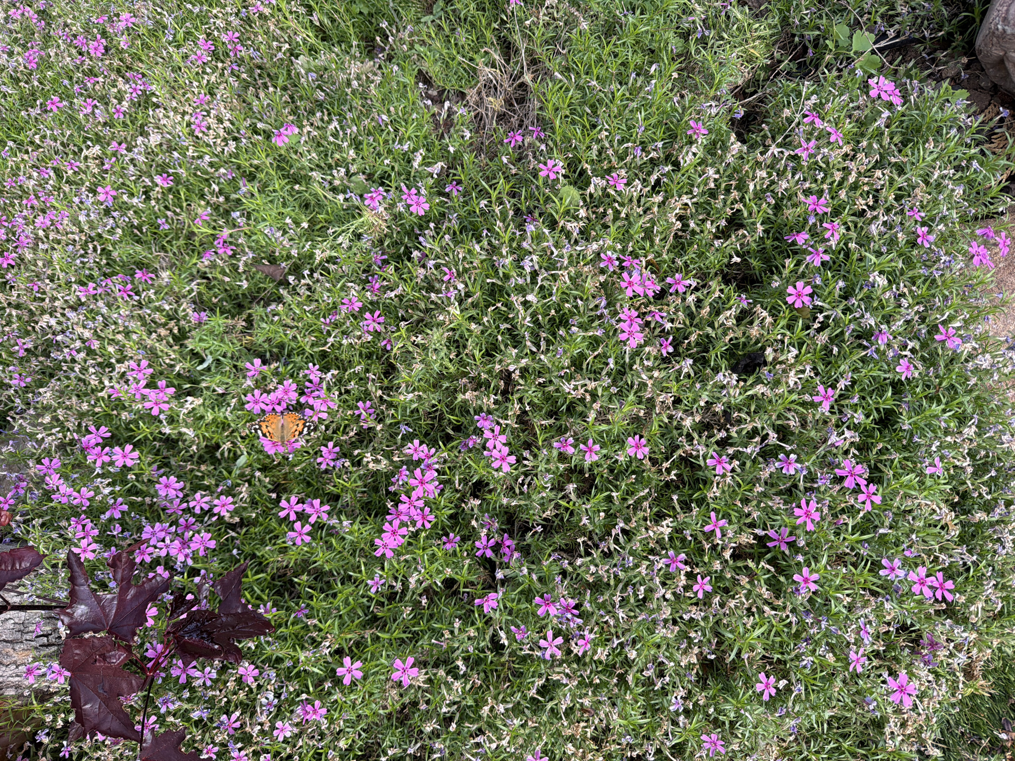 A top-down, outdoor shot captures a dense patch of ground cover, primarily composed of small green leaves and numerous five-petaled purple-pink flowers. Interspersed among the vibrant green and purple are lighter-colored, dry plant elements, giving parts of the ground cover a slightly faded appearance.
The most prominent subject is a butterfly with distinct orange and brown patterned wings, resting gently on one of the purple-pink flowers towards the upper-left-center of the frame. In the lower-left corner, several dark red, lobed leaves from another plant are visible, partially obscuring a piece of wood or bark. The lighting suggests it is daytime. The overall scene depicts a natural garden or wild area. No text is visible in the image. The location context for this scene is Chaikovsky, Russia.