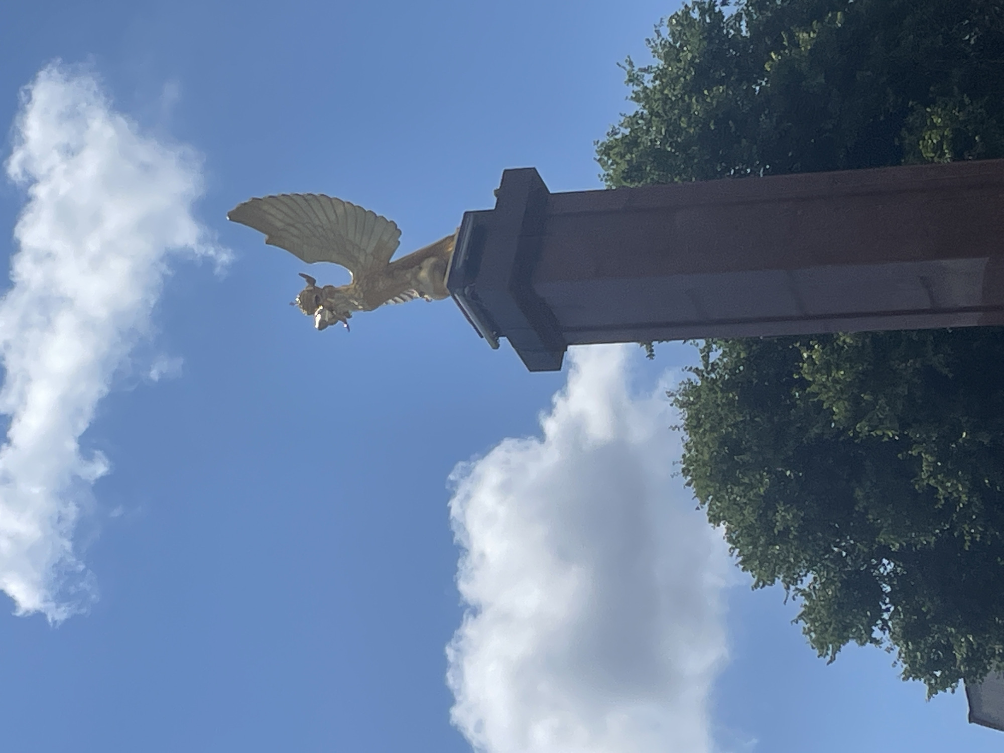 An outdoor, low-angle shot captures a golden statue of a mythical winged creature, possibly a griffin or phoenix, perched atop a dark brown, rectangular monument. The statue is detailed with a crown on its head and outstretched wings. Behind the monument, lush green trees are visible, and the background is a clear blue sky with scattered white clouds. The monument is positioned on the right side of the frame, with the statue centrally placed at its apex. This monument is the monument to the founding of Novorossiysk, located in the city of Novorossiysk, Russia.
