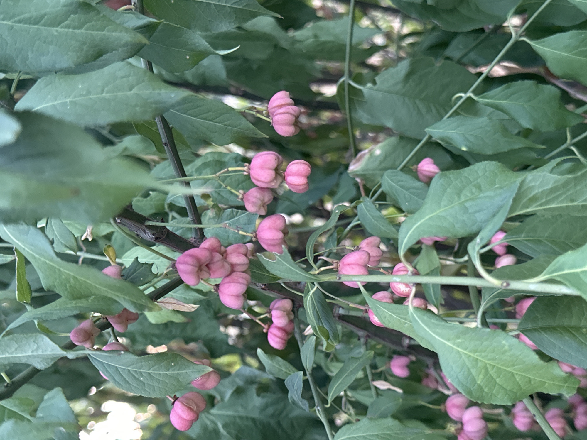 A close-up, vertical shot captures a cluster of pink, bell-shaped fruits hanging from a branch of a plant. The fruits are clustered in groups of two or three, with delicate stems connecting them to the main branch. The plant has numerous green leaves, some of which are in sharp focus, while others are blurred in the background, creating a shallow depth of field. The lighting suggests it is daytime, with some dappled sunlight filtering through the foliage. The image does not contain any people or identifiable structures and appears to be taken outdoors, likely in a garden or natural setting. There is no information available regarding the specific location within Krefeld, Germany.