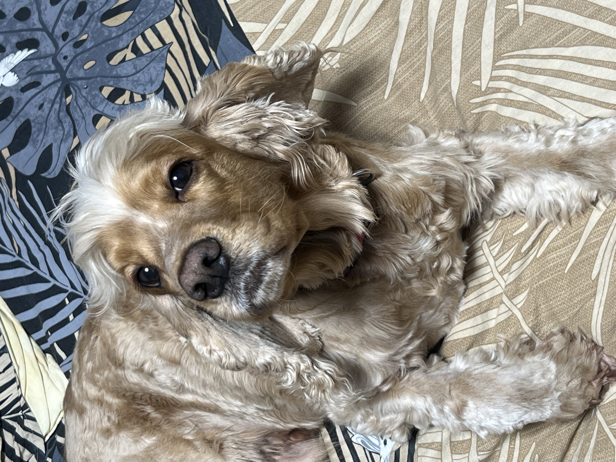 A Cocker Spaniel is lying on a bedspread with a tropical leaf pattern. The background contains two distinct patterns: a blue and gray leaf motif on one side, and a tan leaf design on the other. The dog is light brown with white markings on its head and paws. It is wearing a collar and has dark eyes and a black nose. The dog is looking directly at the camera with a slight tilt of the head. The environment suggests an indoor setting, likely a bedroom. There is no indication of the city Chaikovsky, Russia, or any specific location.